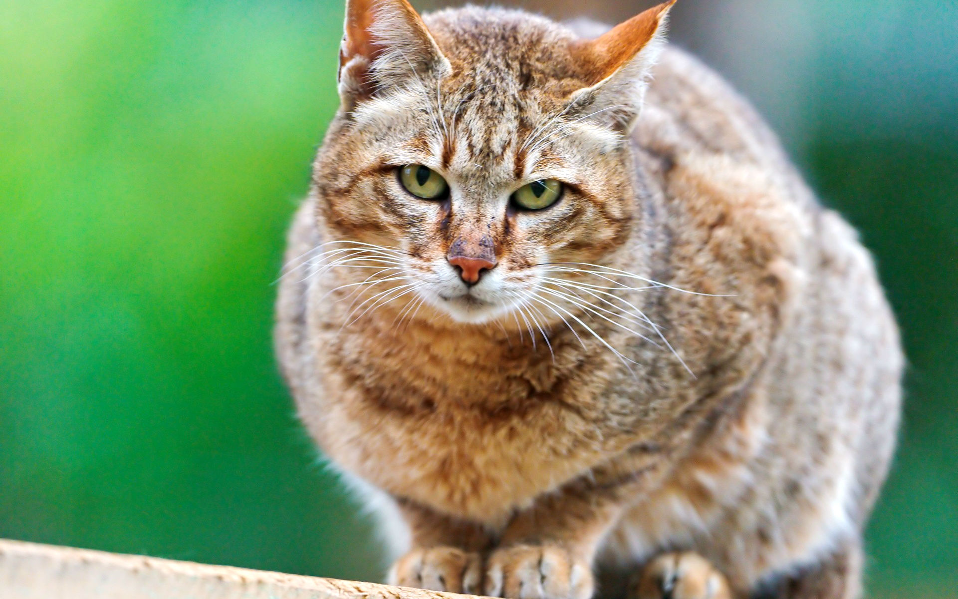 Descarga gratuita de fondo de pantalla para móvil de Animales, Gato.