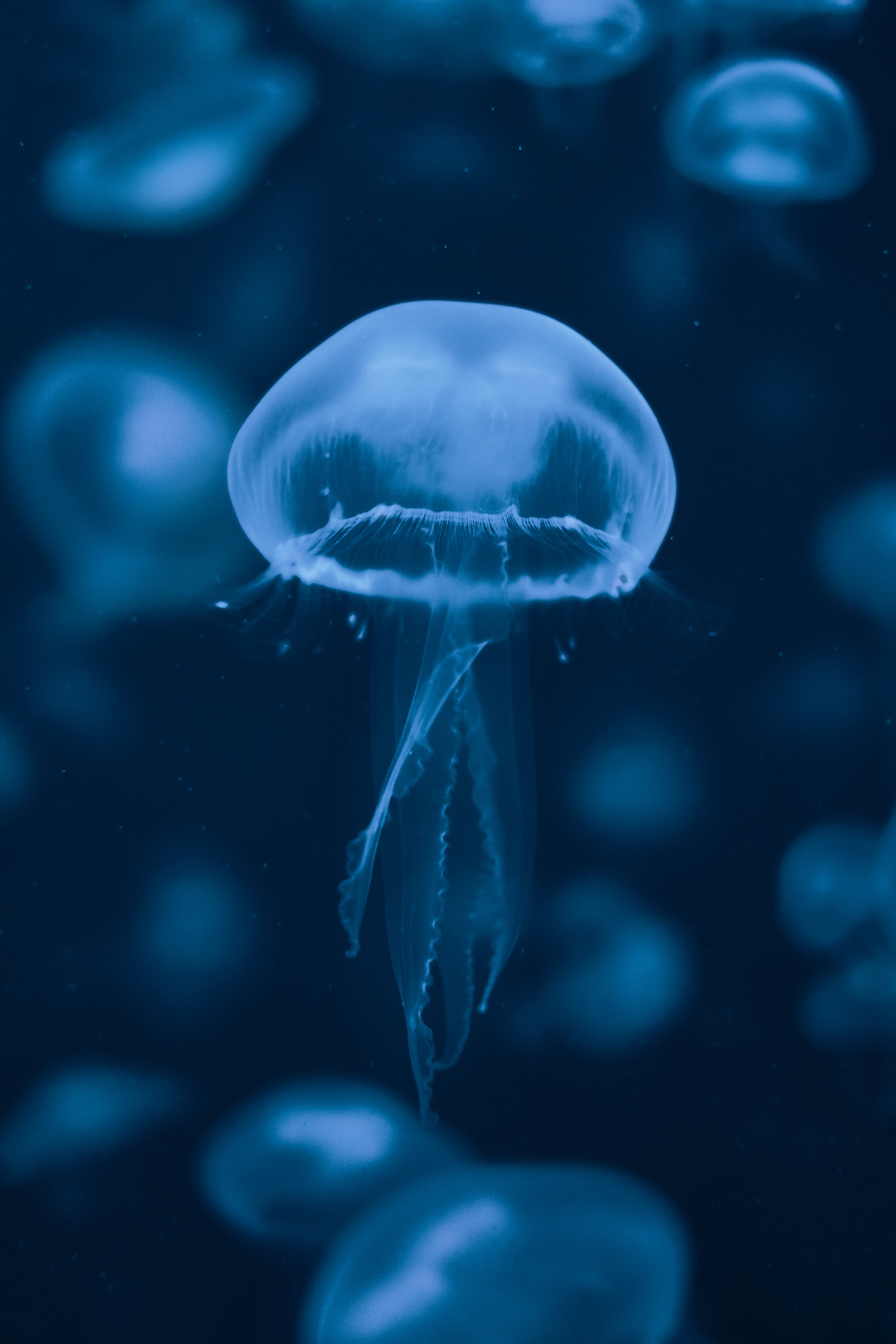 102577 скачать картинку медуза, подводный мир, животные, плавание, синий, щупальцы - обои и заставки бесплатно
