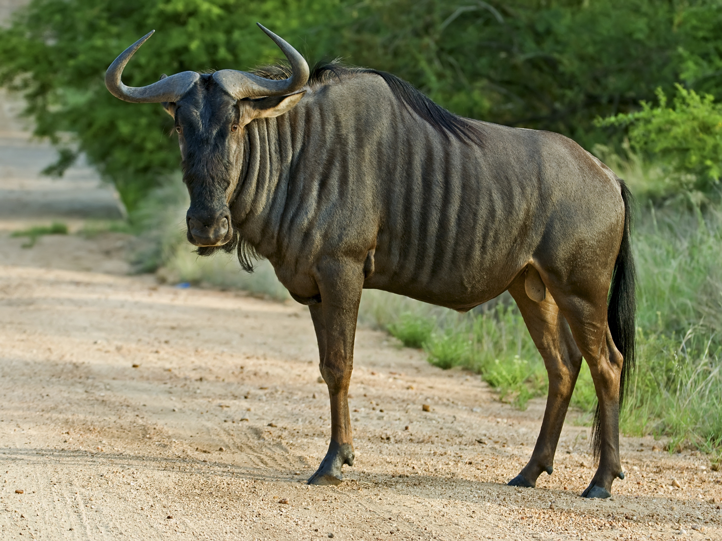 animal, wildebeest