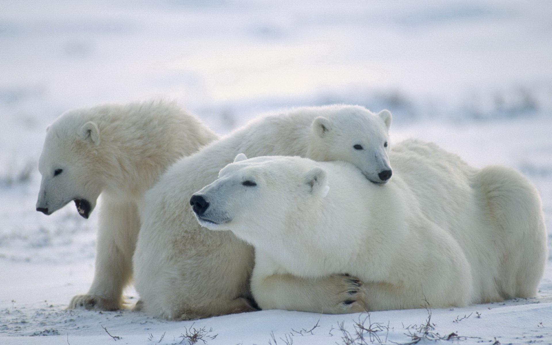 animal, polar bear, bears 4K Ultra