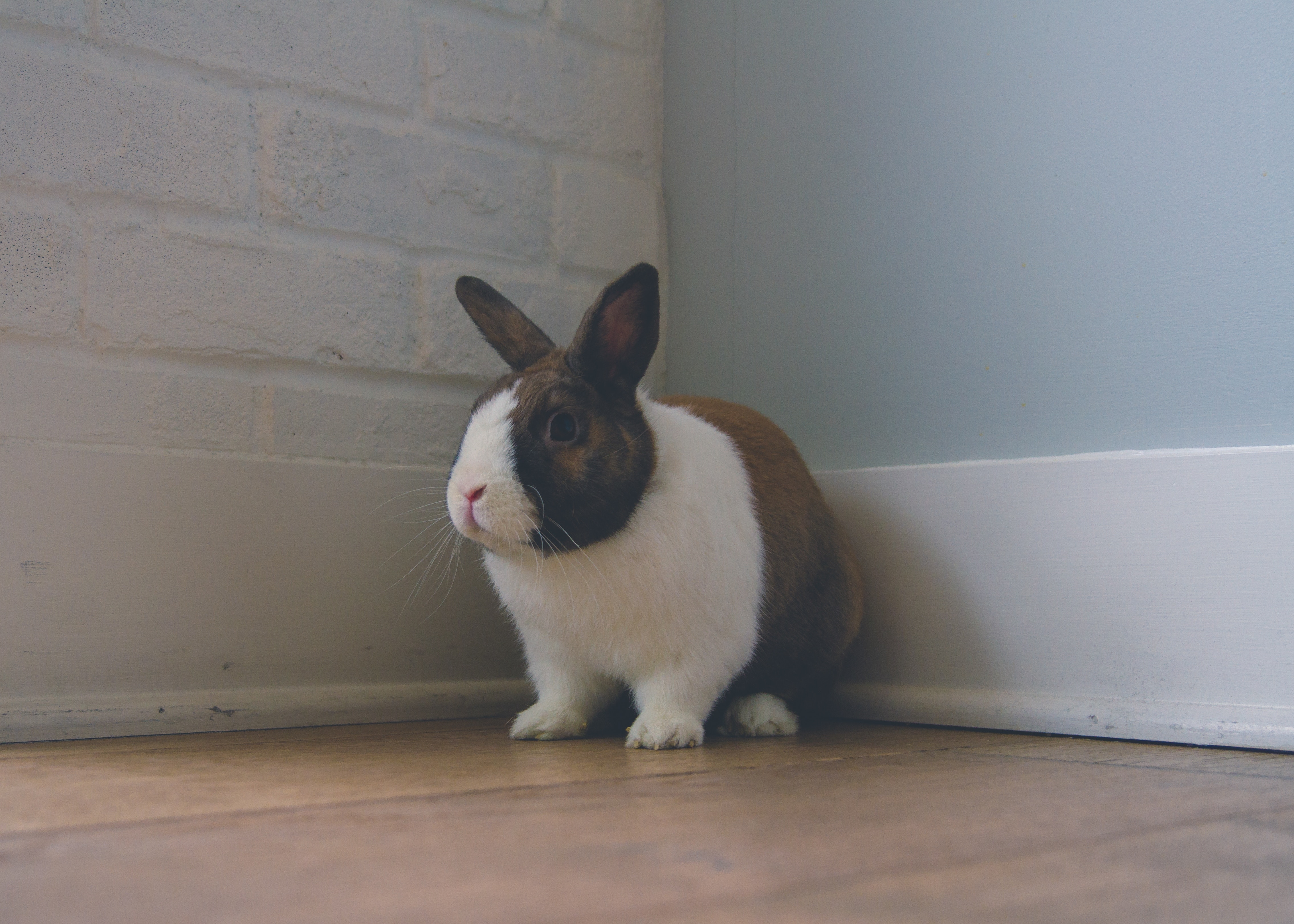 Free download wallpaper Animals, Nice, Ears, Rabbit, Sweetheart on your PC desktop