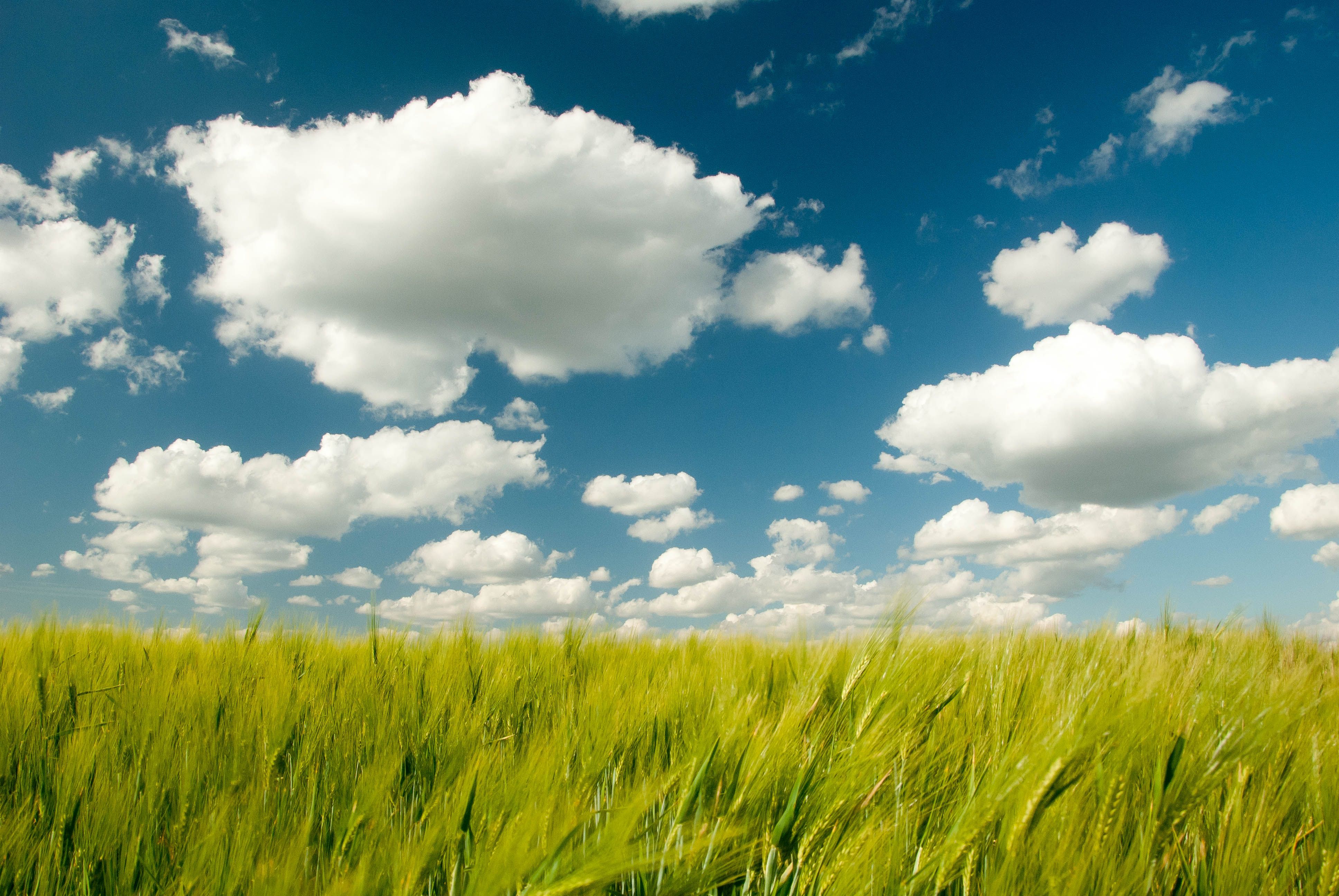 Free download wallpaper Wheat, Earth, Field, Cloud on your PC desktop