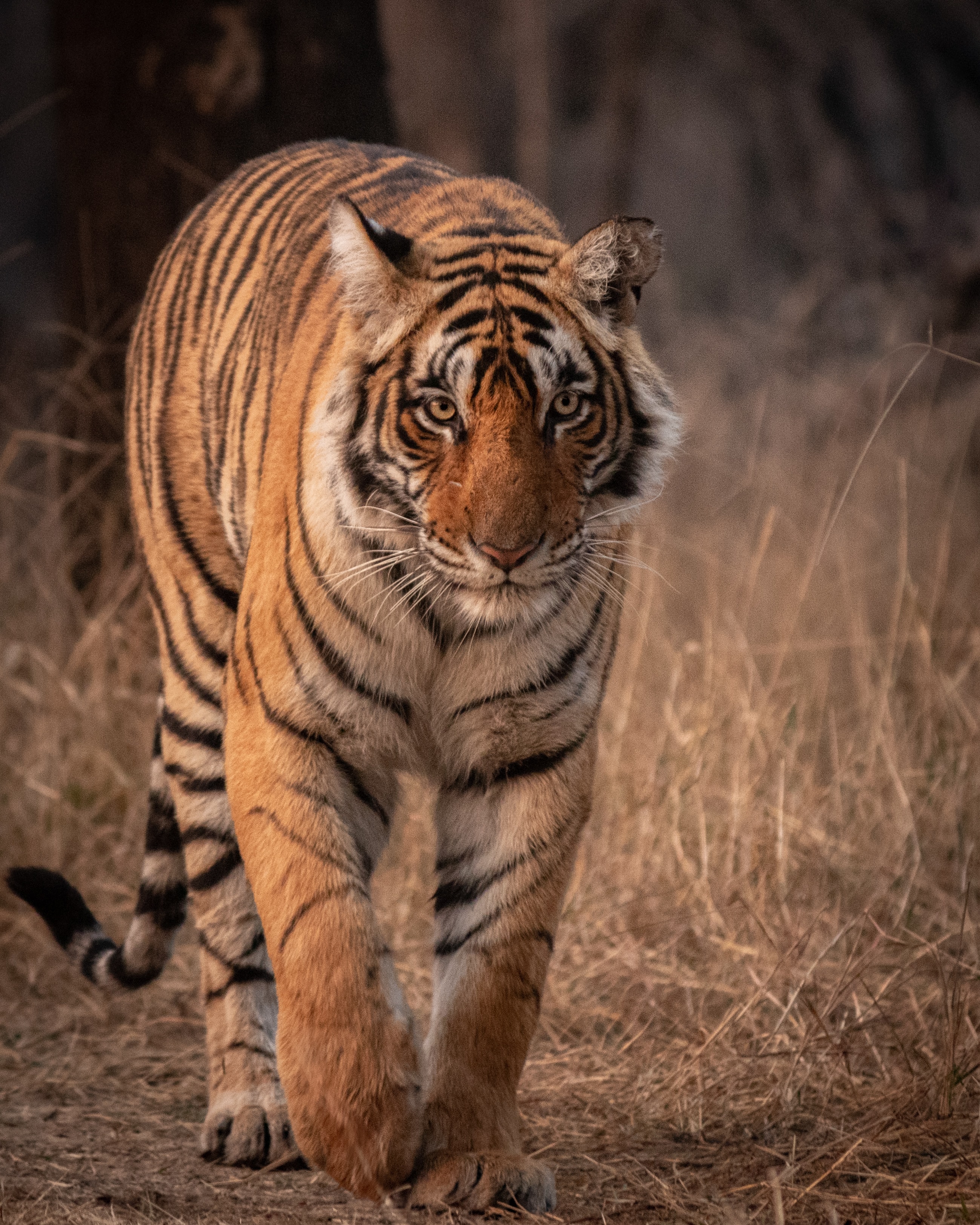 tiger, wildlife, animals, predator, big cat, sight, opinion, animal Smartphone Background