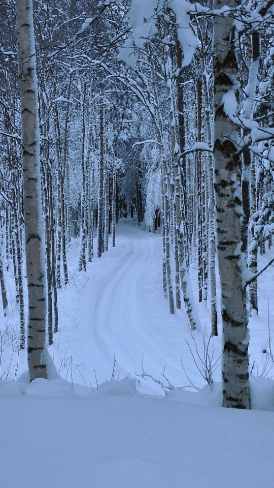 Download mobile wallpaper Winter, Snow, Forest, Earth, Path, Birch for free.