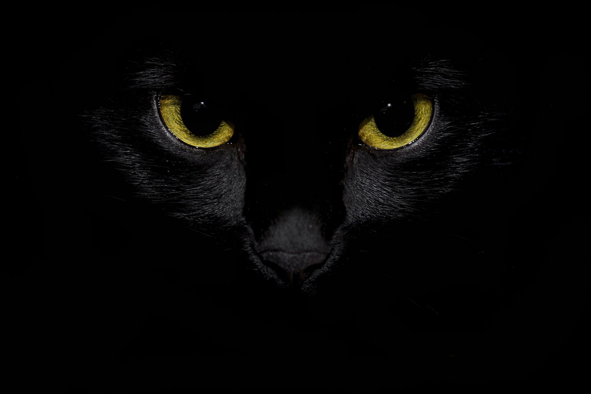 Baixe gratuitamente a imagem Animais, Gatos, Gato, Olhos, Olhar Fixamente na área de trabalho do seu PC