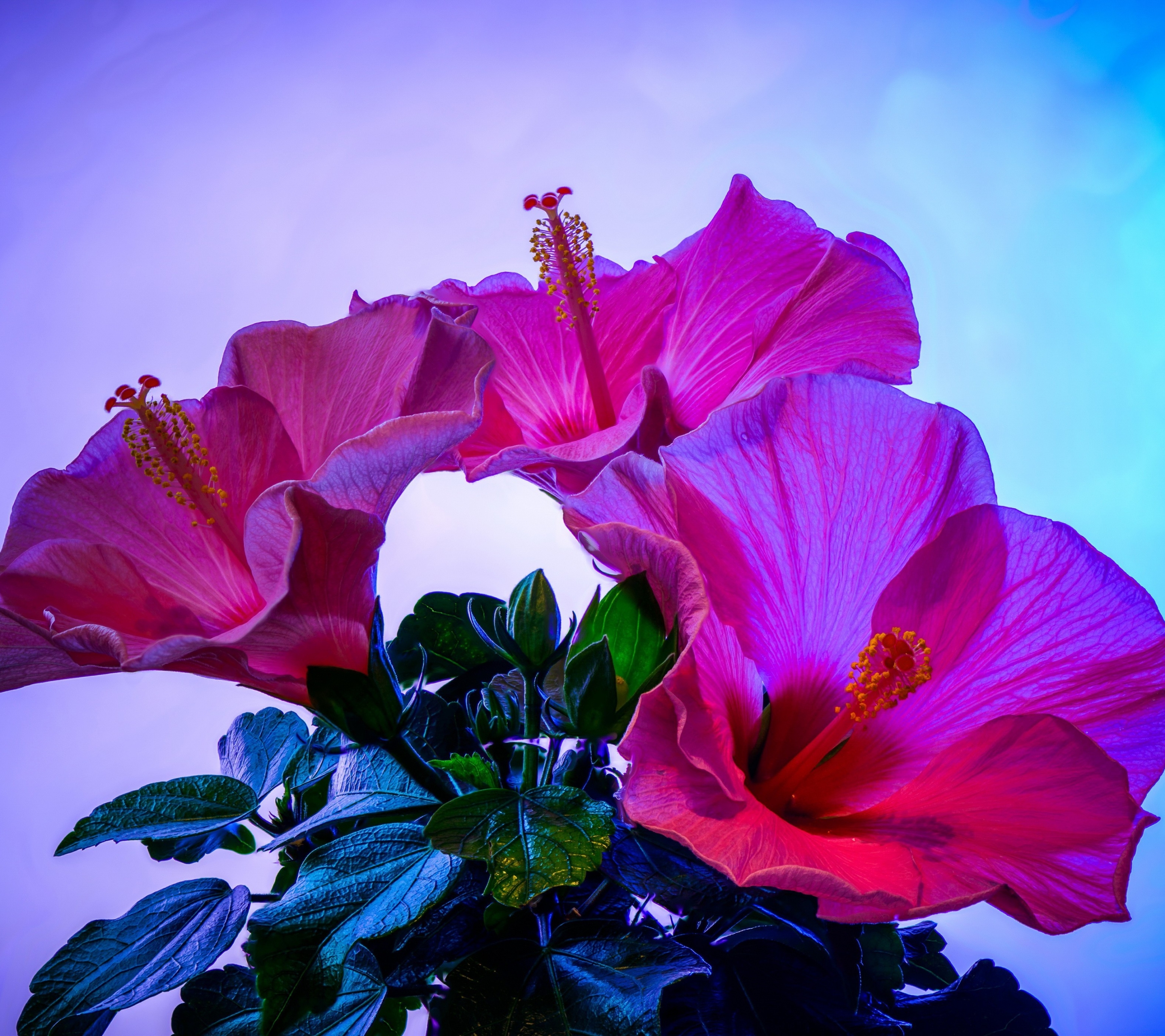 Laden Sie das Blumen, Hibiskus, Erde/natur-Bild kostenlos auf Ihren PC-Desktop herunter