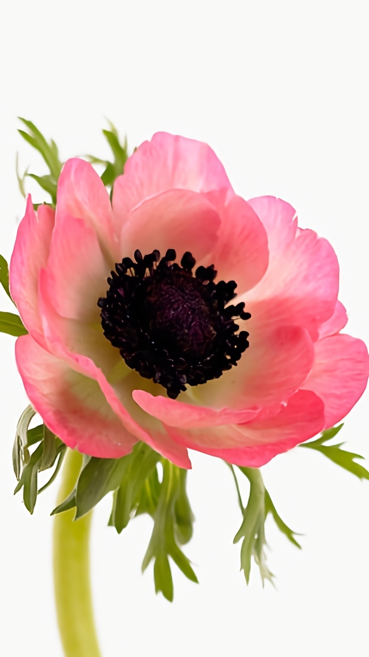 無料モバイル壁紙フラワーズ, 花, 閉じる, 地球, アネモネ, ピンクの花をダウンロードします。