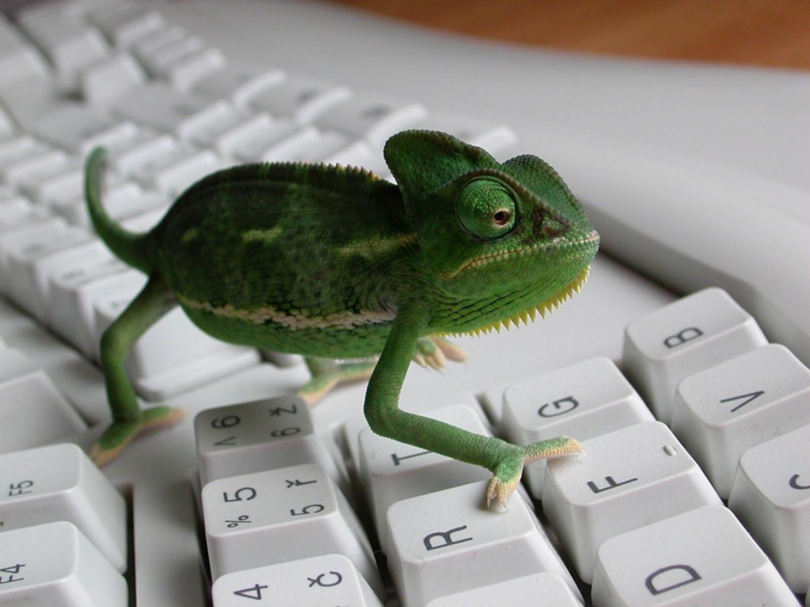 Baixe gratuitamente a imagem Animais, Lagarto, Camaleão na área de trabalho do seu PC