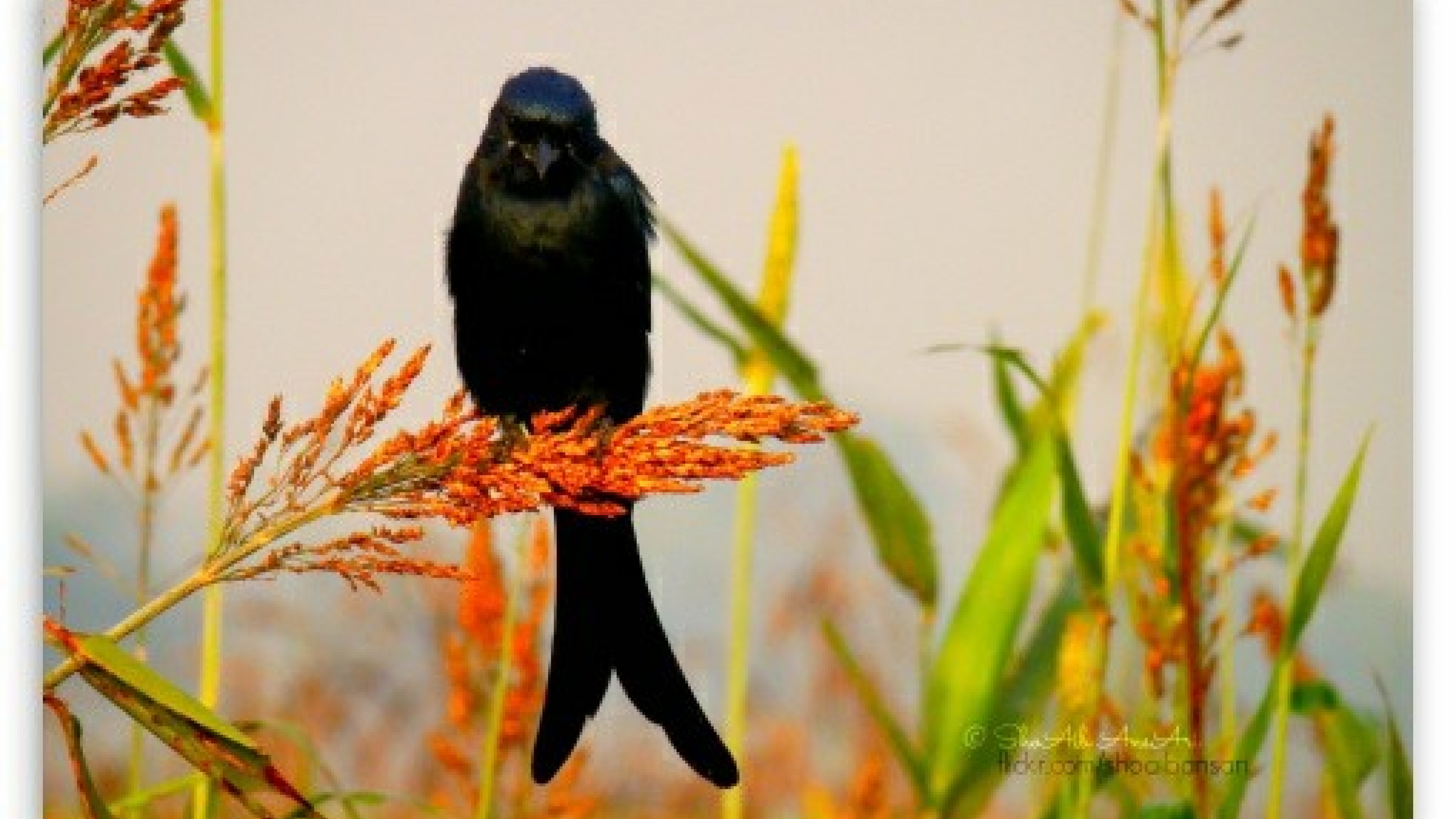 Laden Sie das Tiere, Vogel-Bild kostenlos auf Ihren PC-Desktop herunter