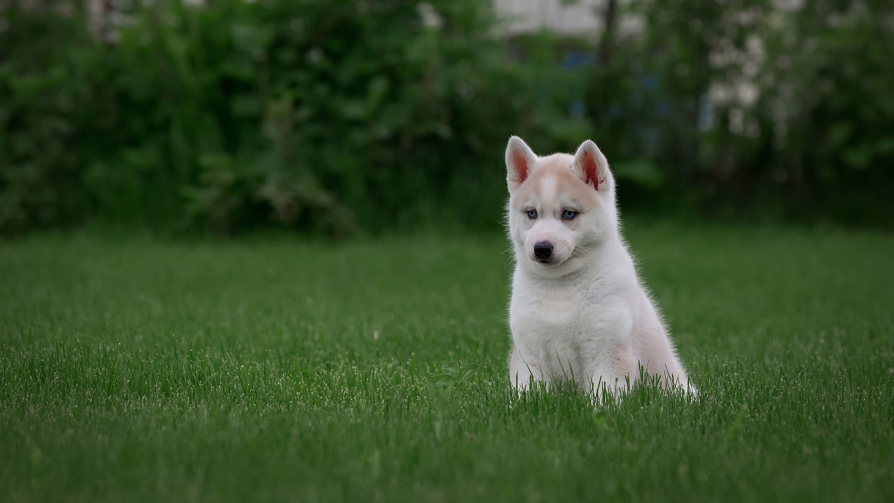 Download mobile wallpaper Dogs, Grass, Dog, Animal, Puppy, Husky, Baby Animal for free.