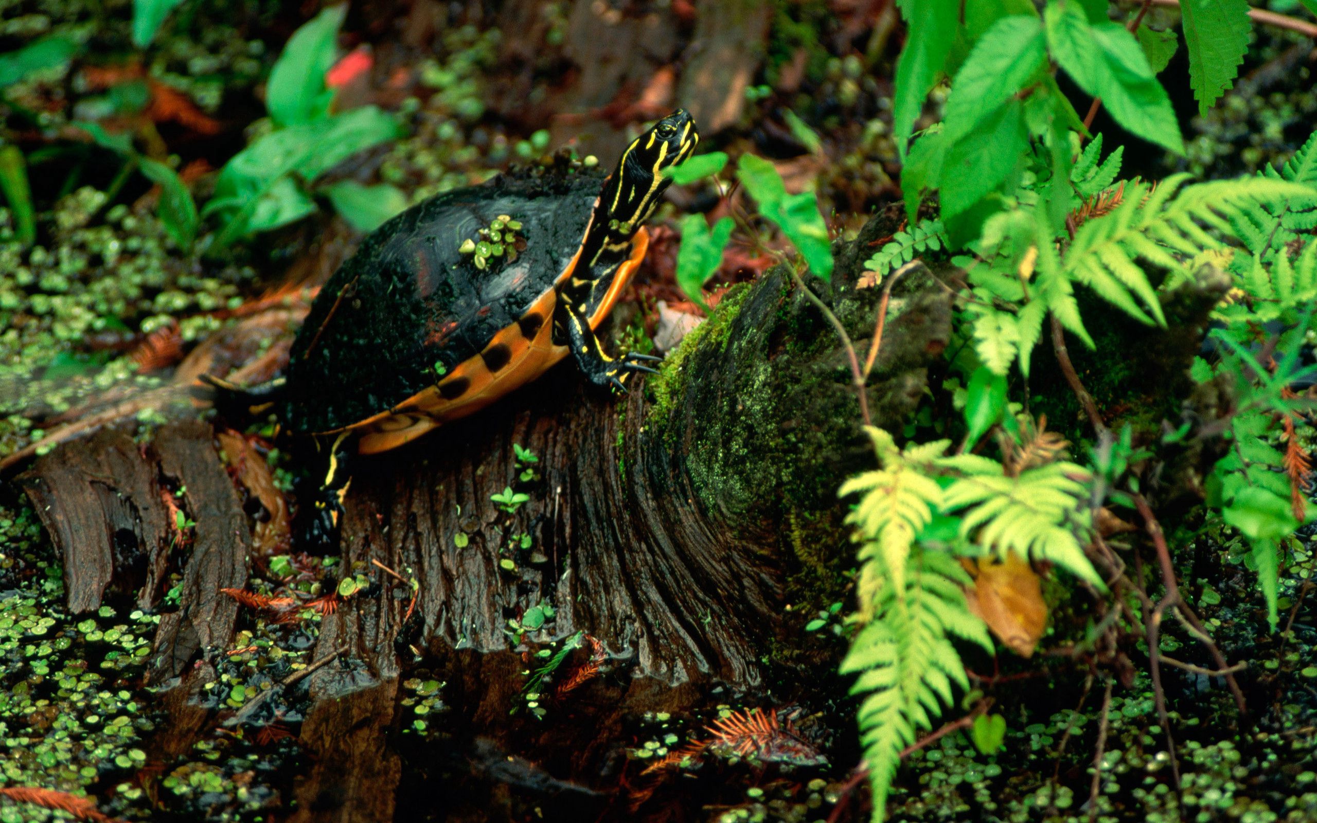leaves, turtle, animals, grass, sit Aesthetic wallpaper