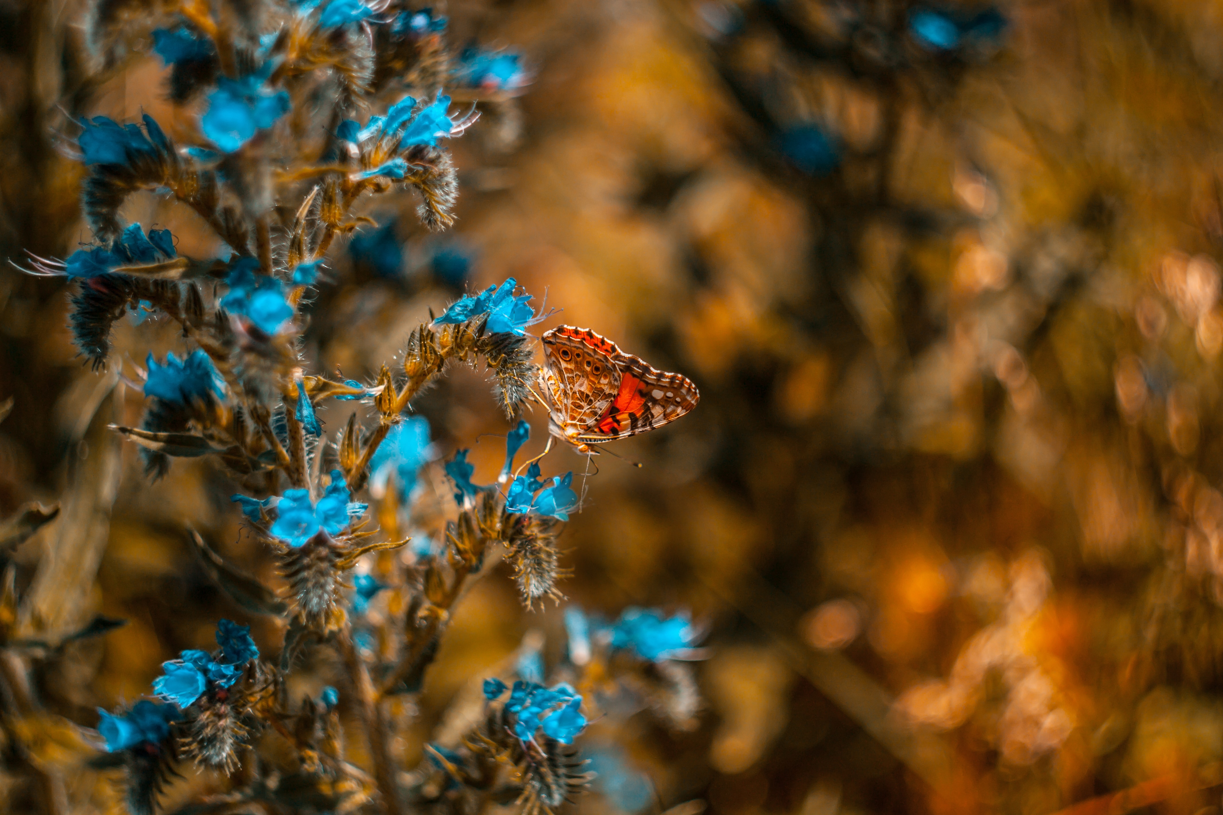 butterfly, macro, insect, blue, flower HD wallpaper