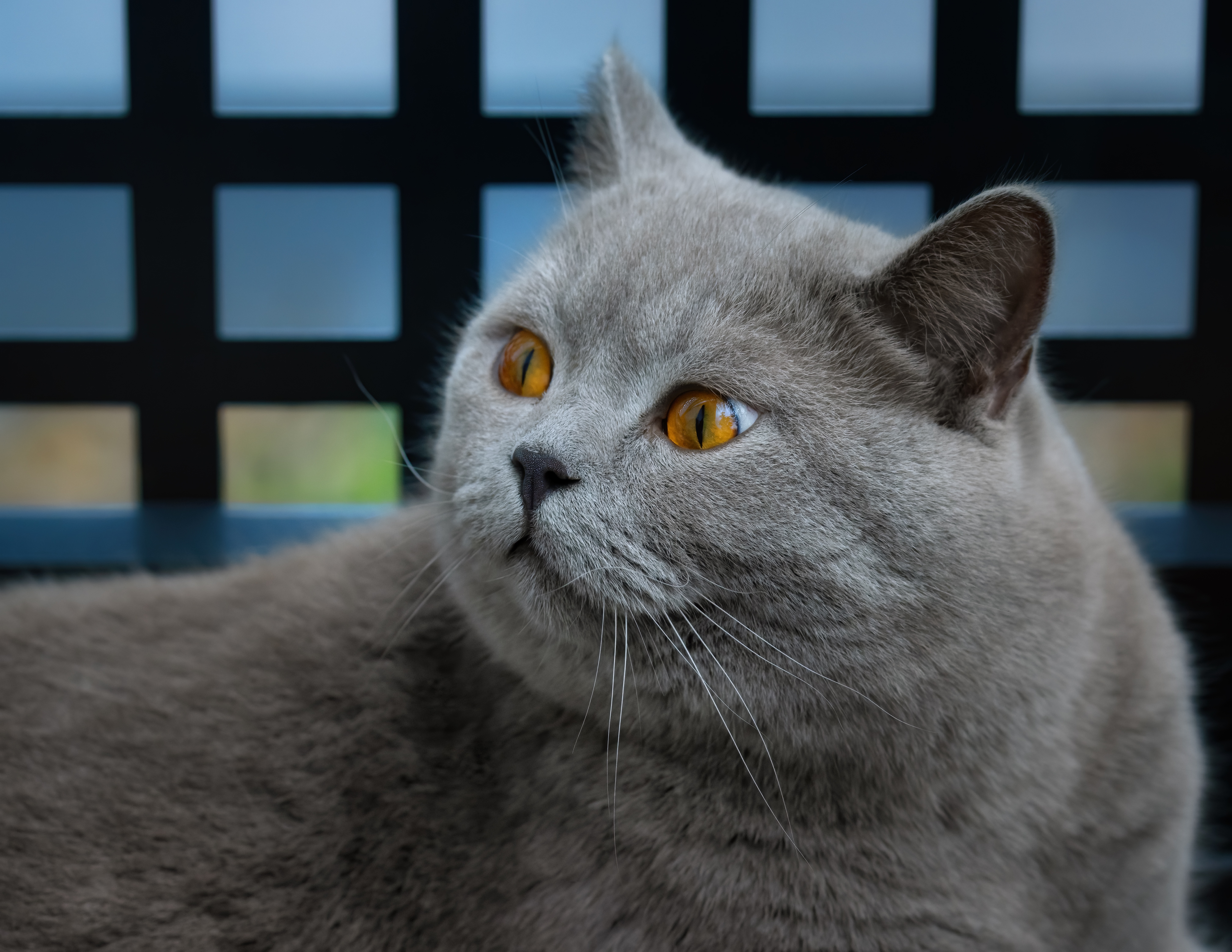 Baixe gratuitamente a imagem Animais, Gatos, Gato na área de trabalho do seu PC