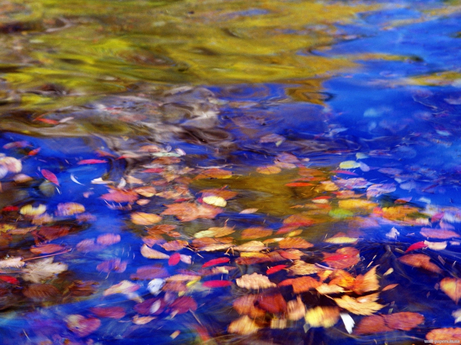 Download mobile wallpaper Leaves, Water, Landscape for free.