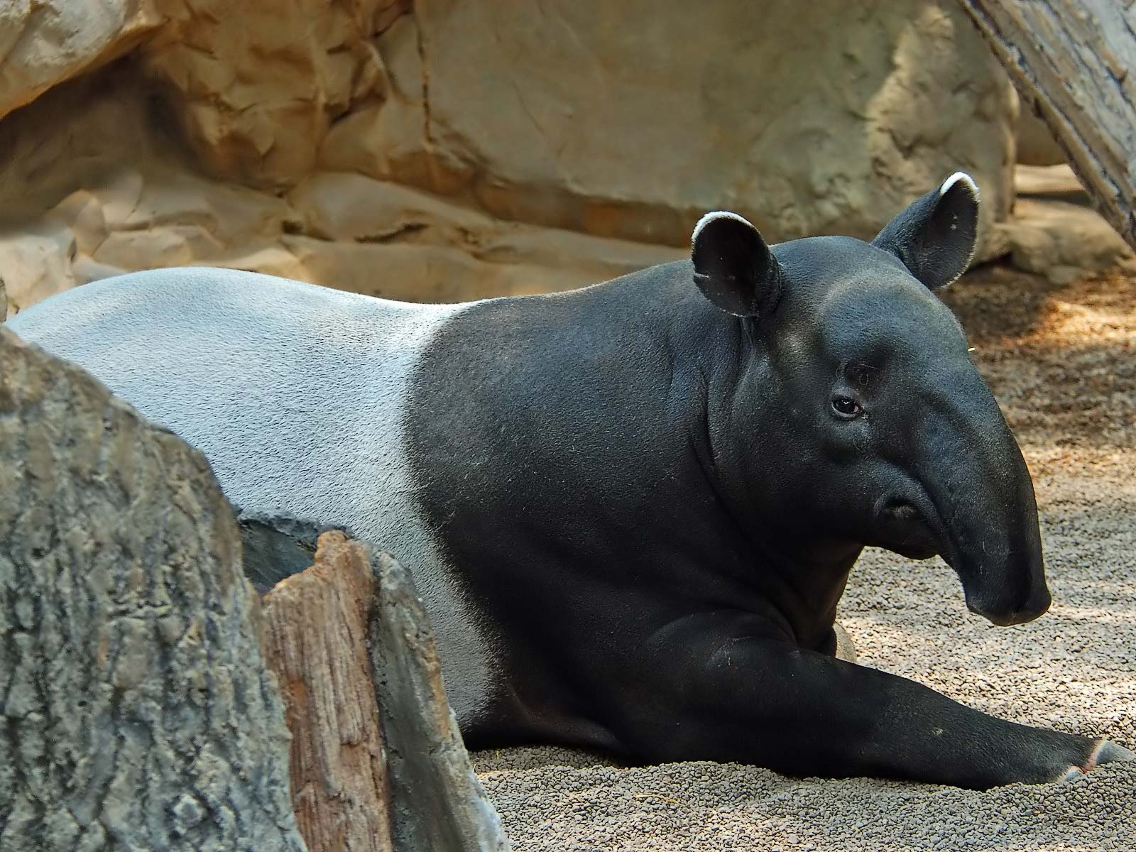 animal, tapir