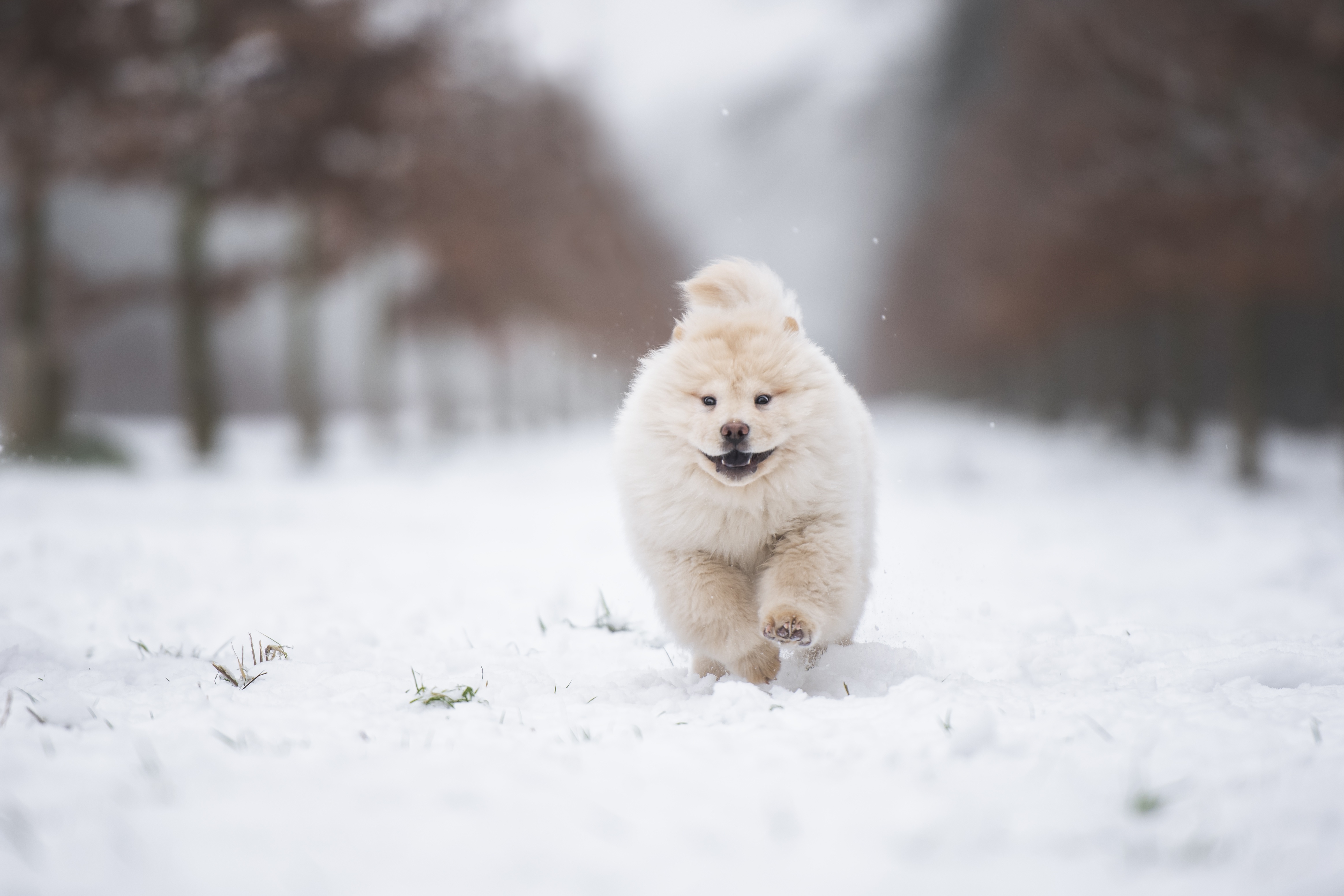animal, chow chow, baby animal, puppy, winter, dogs