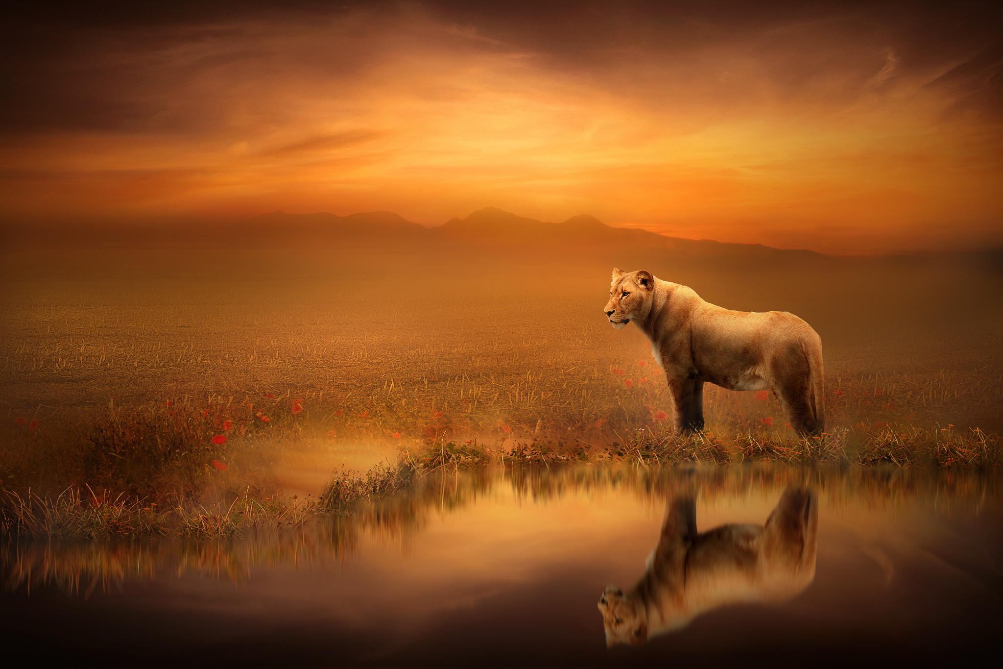 Download mobile wallpaper Cats, Lion, Animal for free.