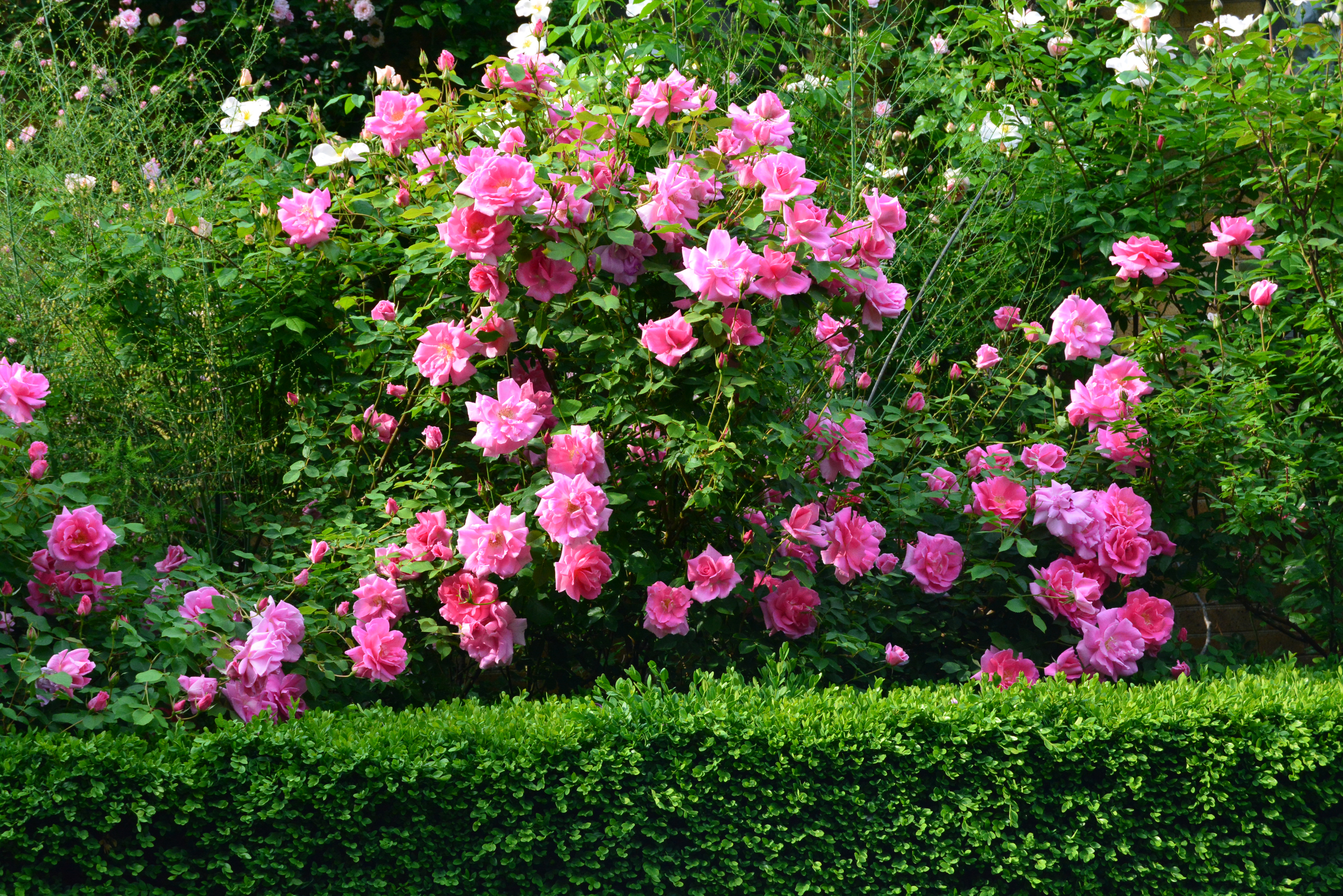 379661 скачать обои розовый цветок, куст, розовый куст, земля/природа, цветок, зеленый, роза, флауэрсы - заставки и картинки бесплатно