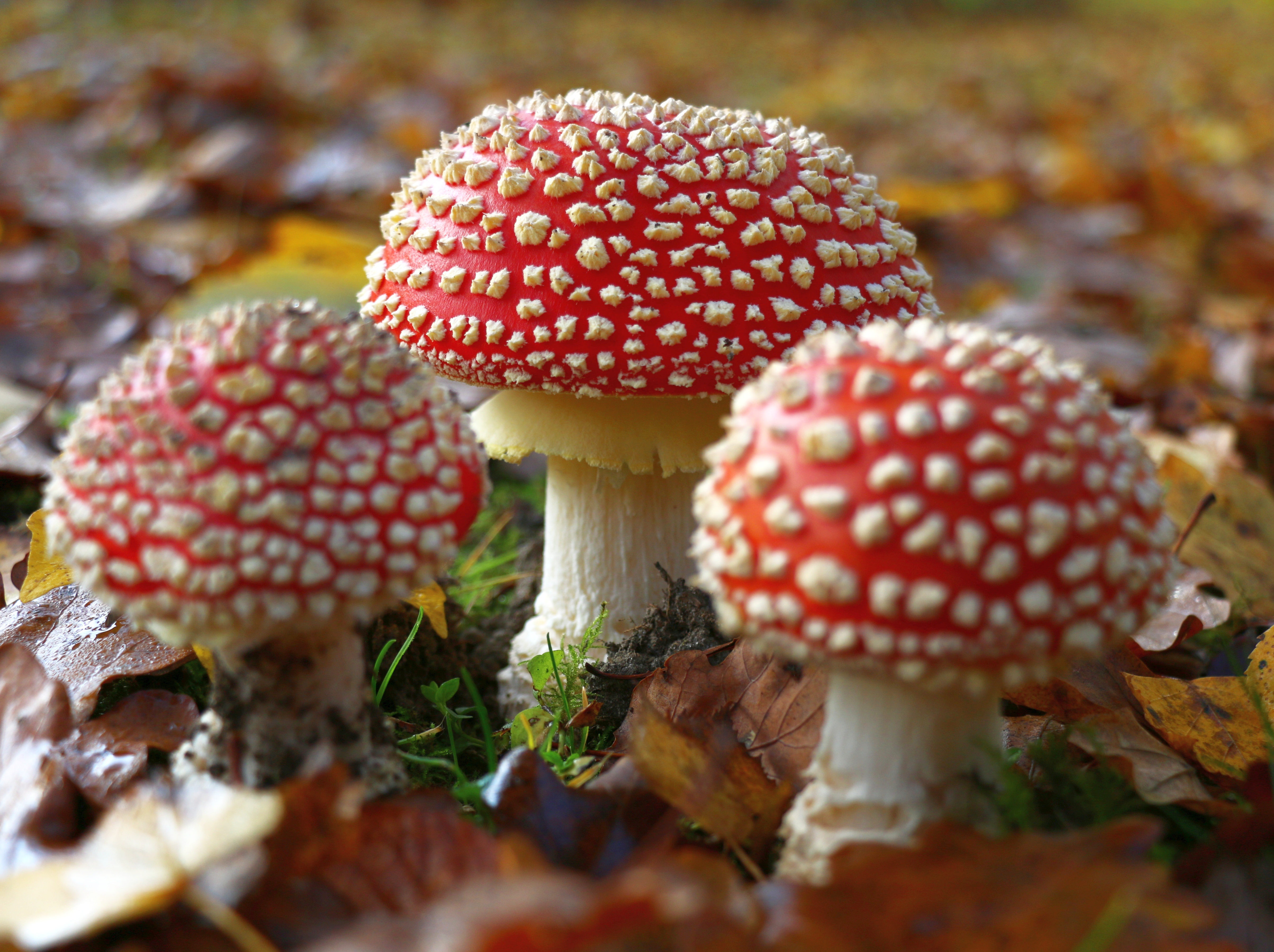 Download mobile wallpaper Nature, Close Up, Fall, Earth, Mushroom for free.
