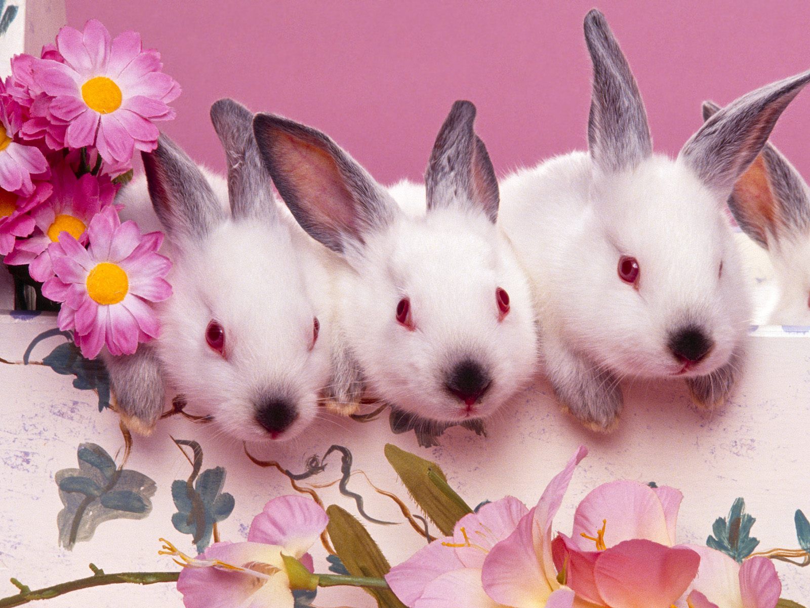 Descarga gratis la imagen Animales, Conejo, Conejito en el escritorio de tu PC