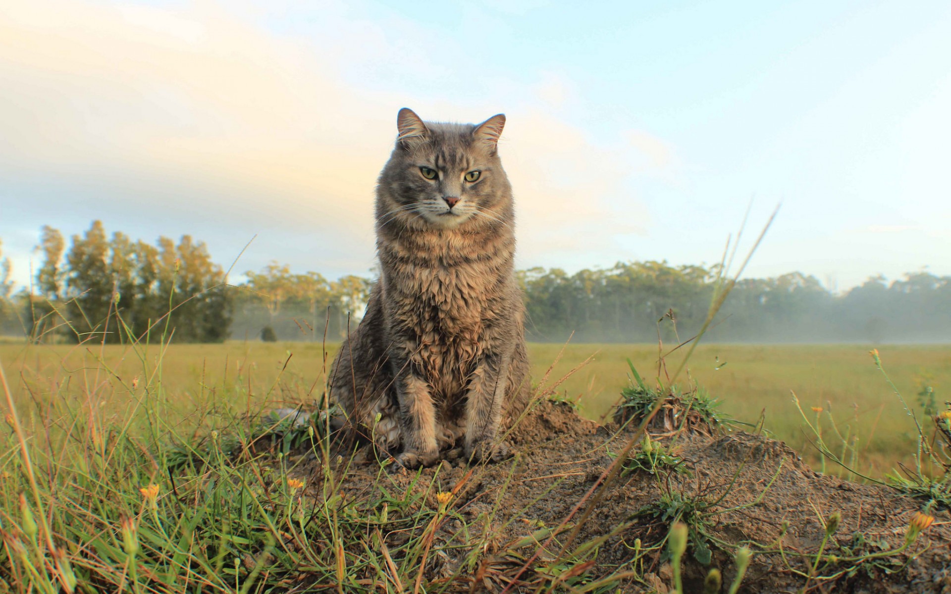 Handy-Wallpaper Tiere, Katzen, Katze kostenlos herunterladen.