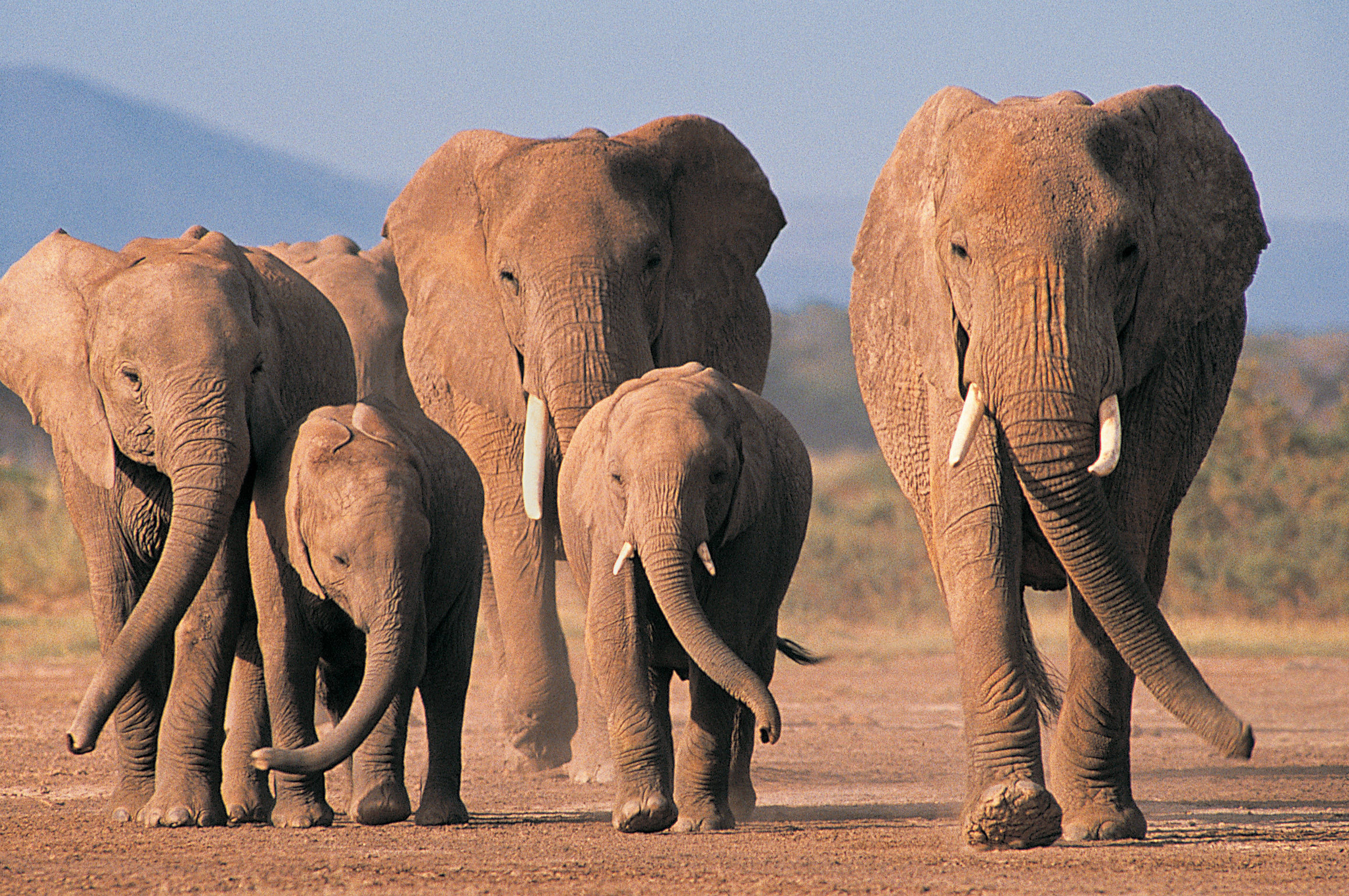 Descarga gratuita de fondo de pantalla para móvil de Elefante Africano De Sabana, Elefantes, Animales.