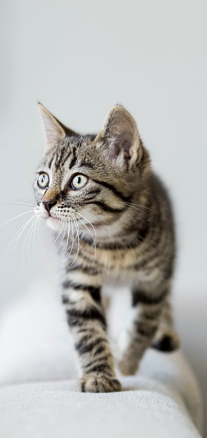 無料モバイル壁紙動物, ネコ, 猫, 子猫, 赤ちゃん動物をダウンロードします。