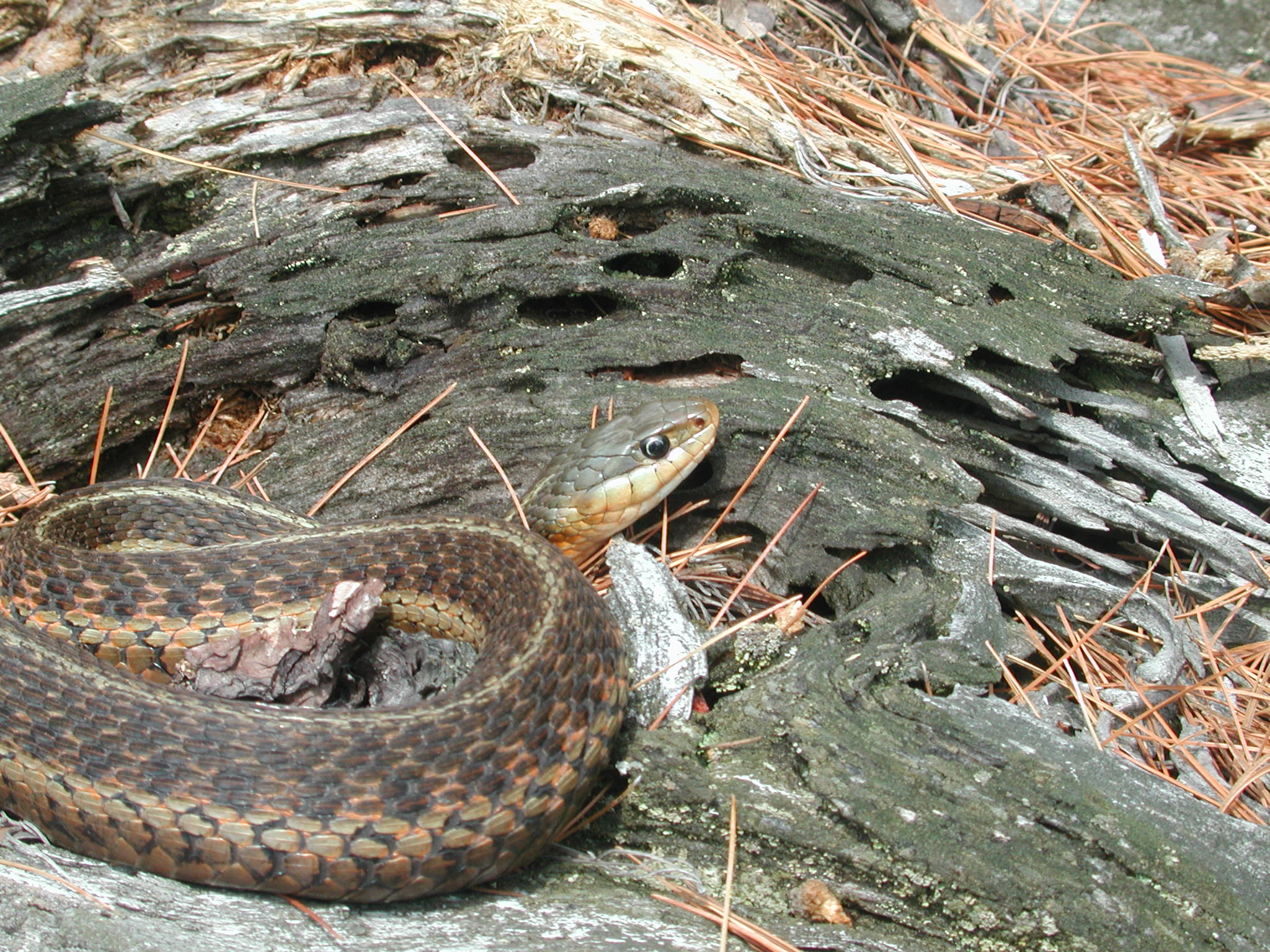 Descarga gratuita de fondo de pantalla para móvil de Animales, Serpiente, Reptiles.