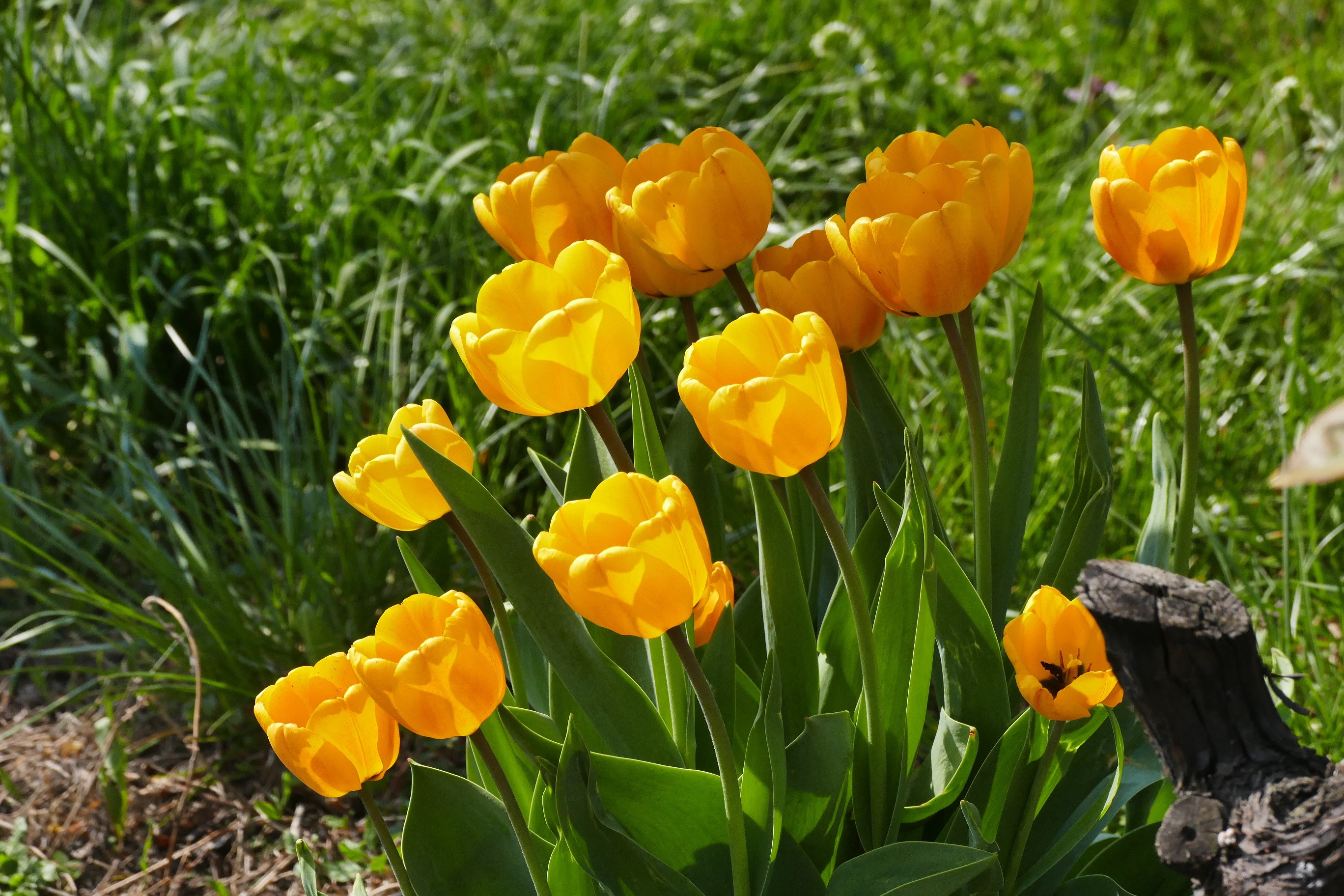 Laden Sie das Blumen, Blume, Tulpe, Erde/natur-Bild kostenlos auf Ihren PC-Desktop herunter