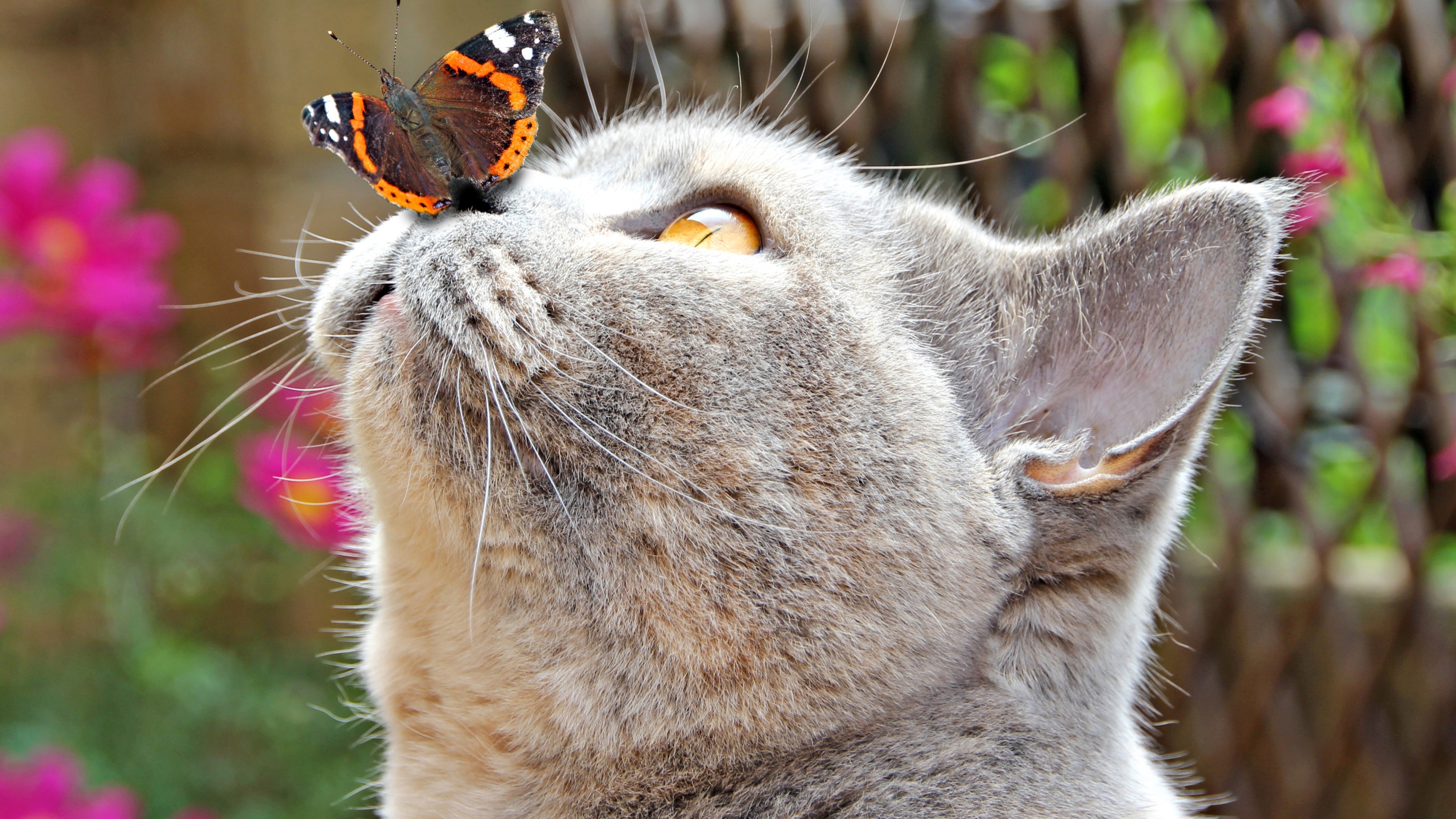 Скачать картинку Животные, Бабочка, Кошка, Кошки, Смешные в телефон бесплатно.