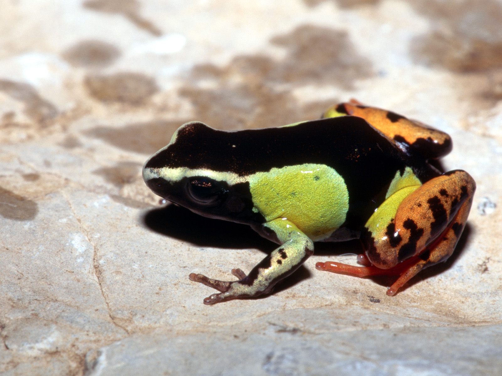 Free download wallpaper Frogs, Animal, Frog on your PC desktop