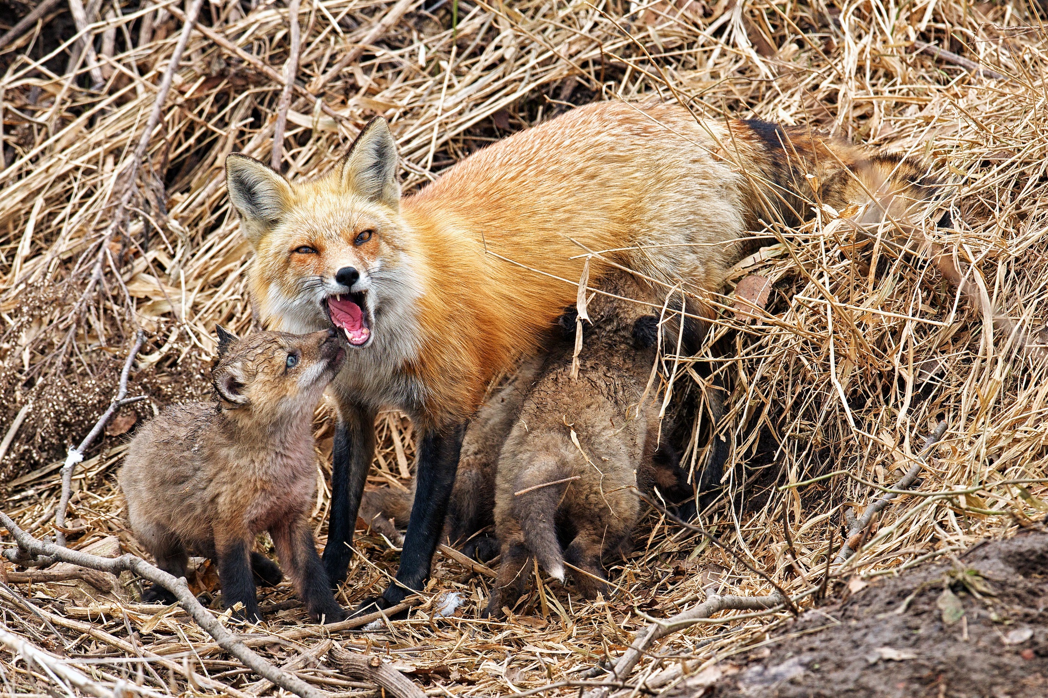 Handy-Wallpaper Tiere, Fuchs, Tierbaby, Jungtier kostenlos herunterladen.