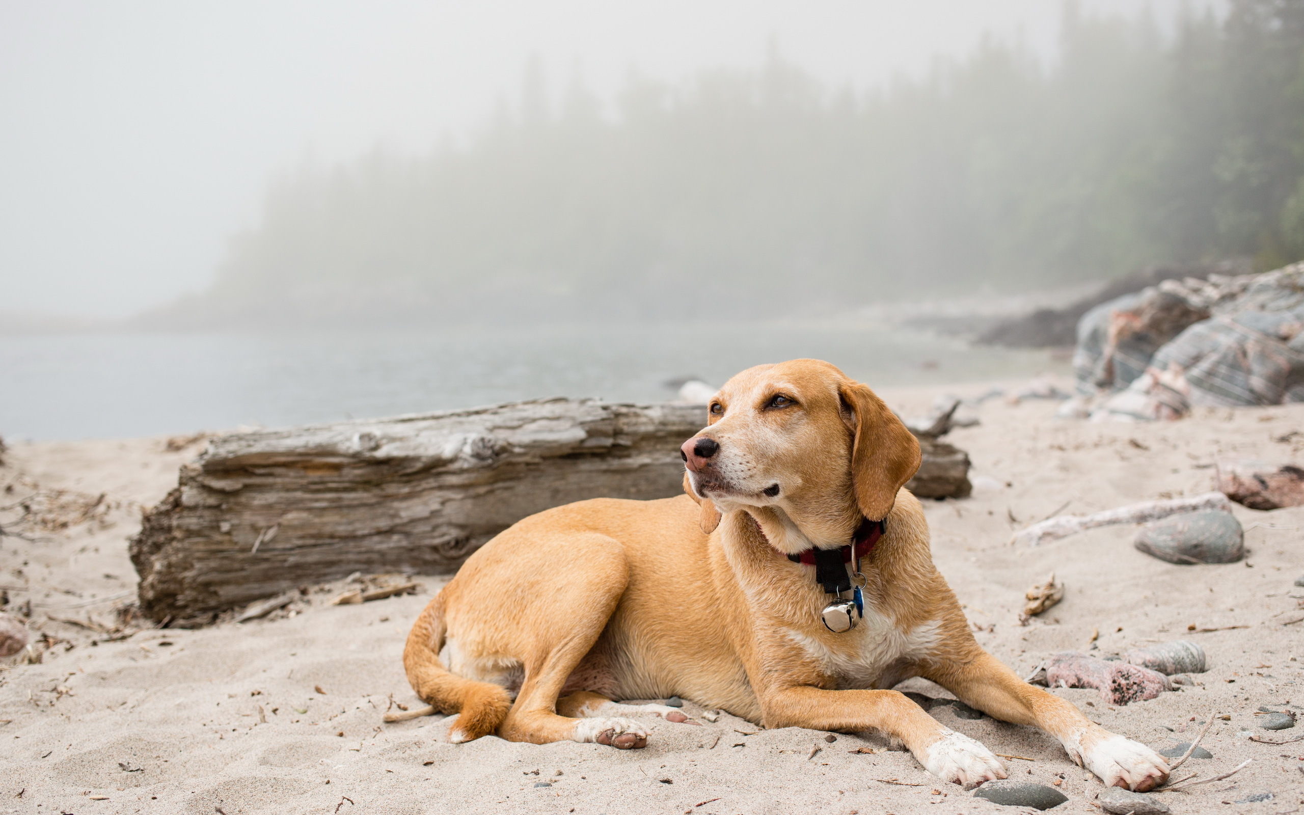 Handy-Wallpaper Hunde, Strand, Hund, Tiere kostenlos herunterladen.