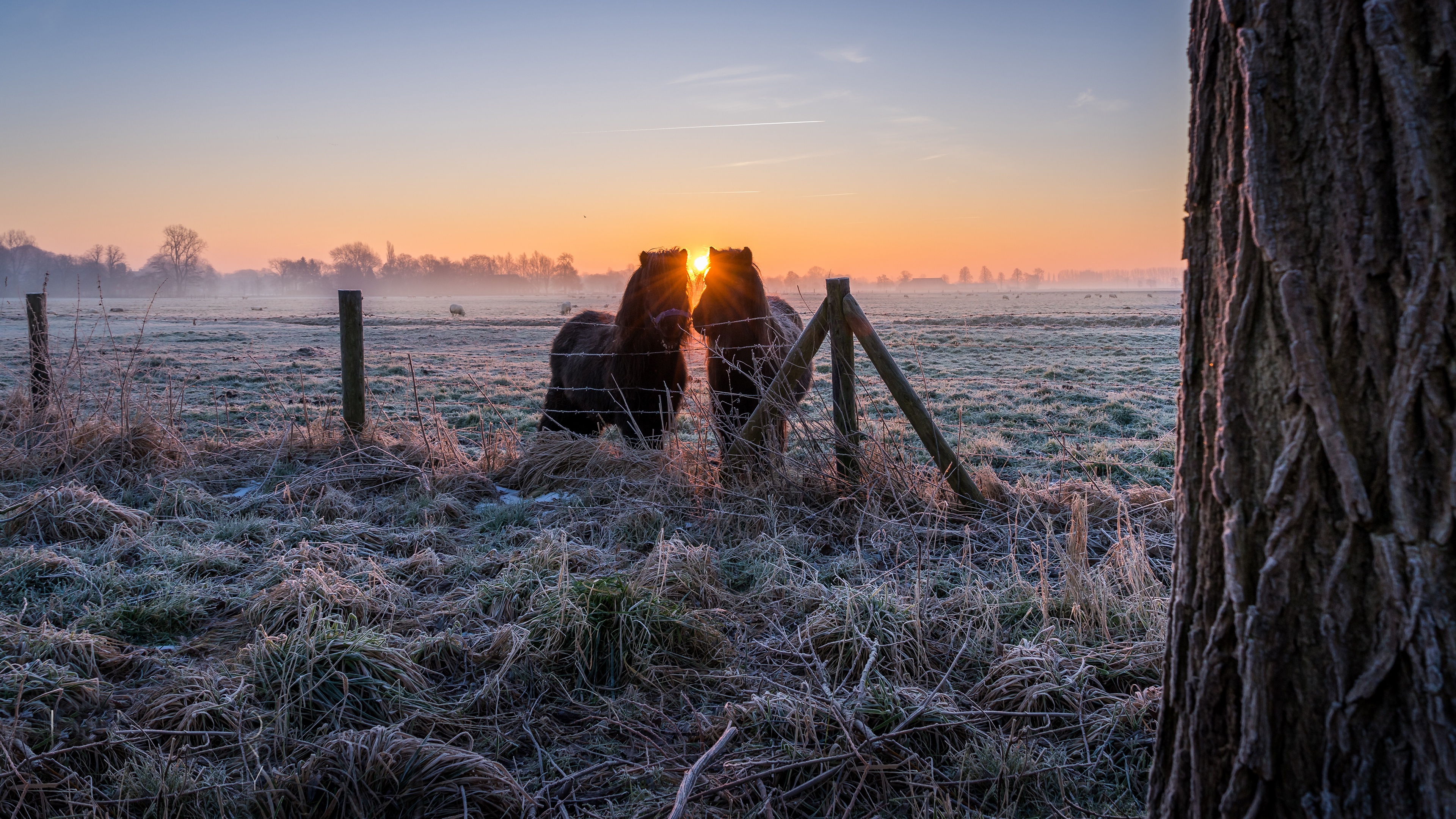 Free download wallpaper Sunrise, Animal, Horse on your PC desktop