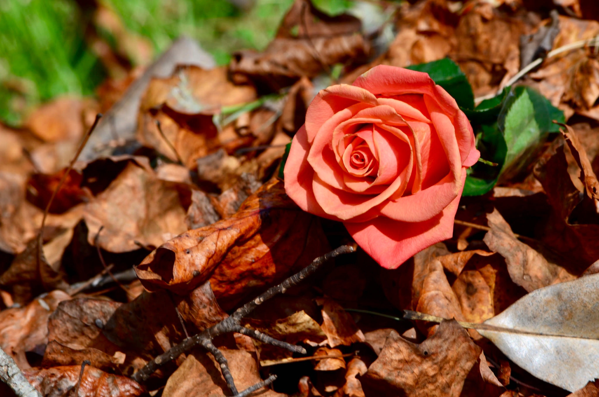 Завантажити шпалери безкоштовно Природа, Квітка, Роза, Земля, Квітка Персика, Флауерзи картинка на робочий стіл ПК