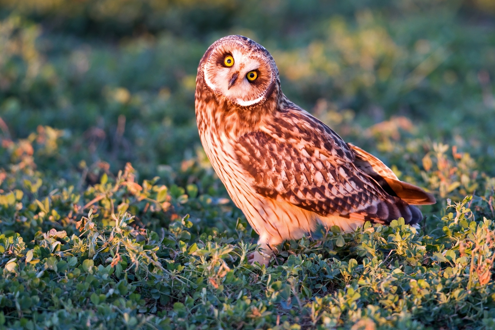 owl, animals, grass, bird, predator, sight, opinion lock screen backgrounds