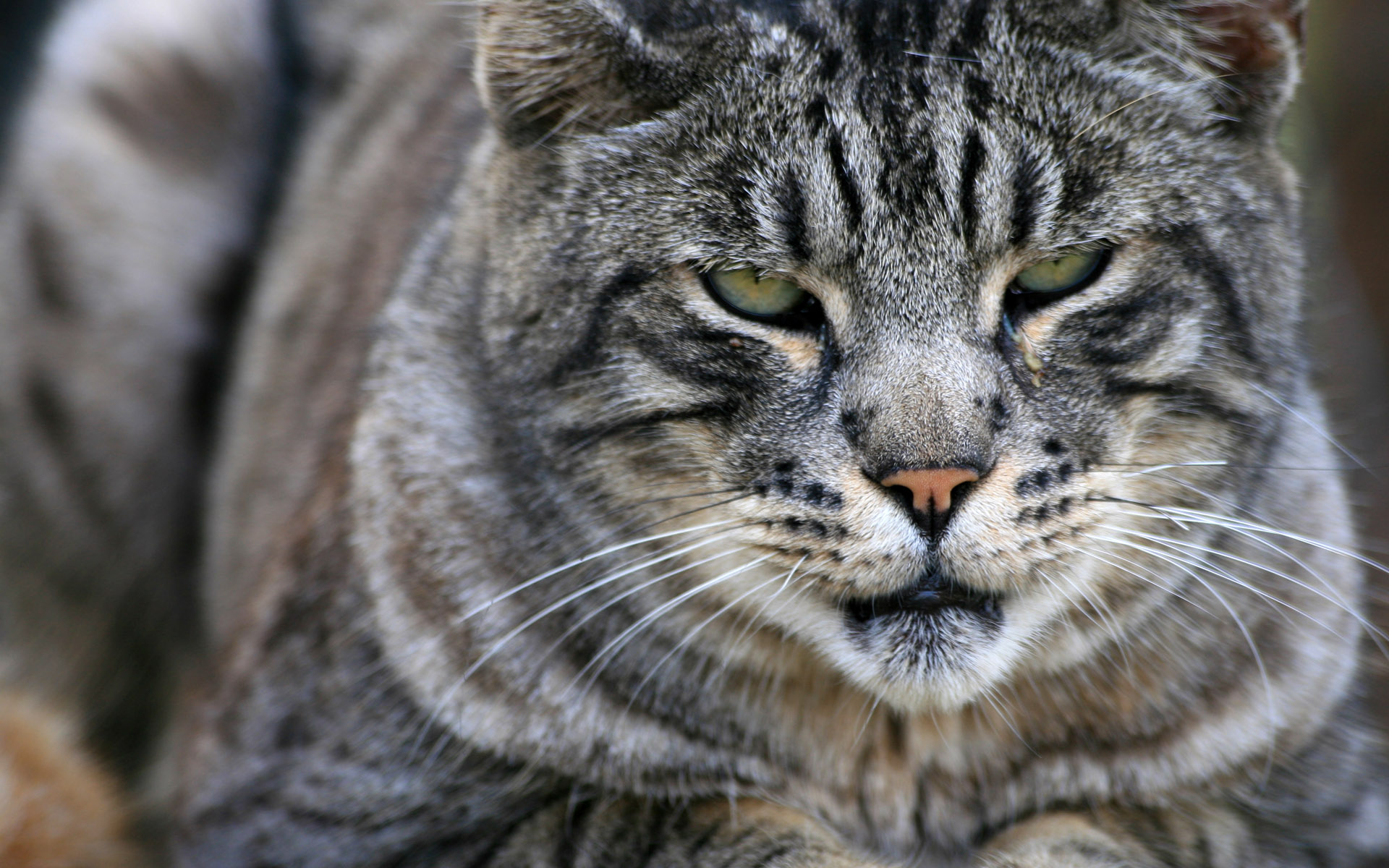 Descarga gratuita de fondo de pantalla para móvil de Animales, Gatos, Gato.