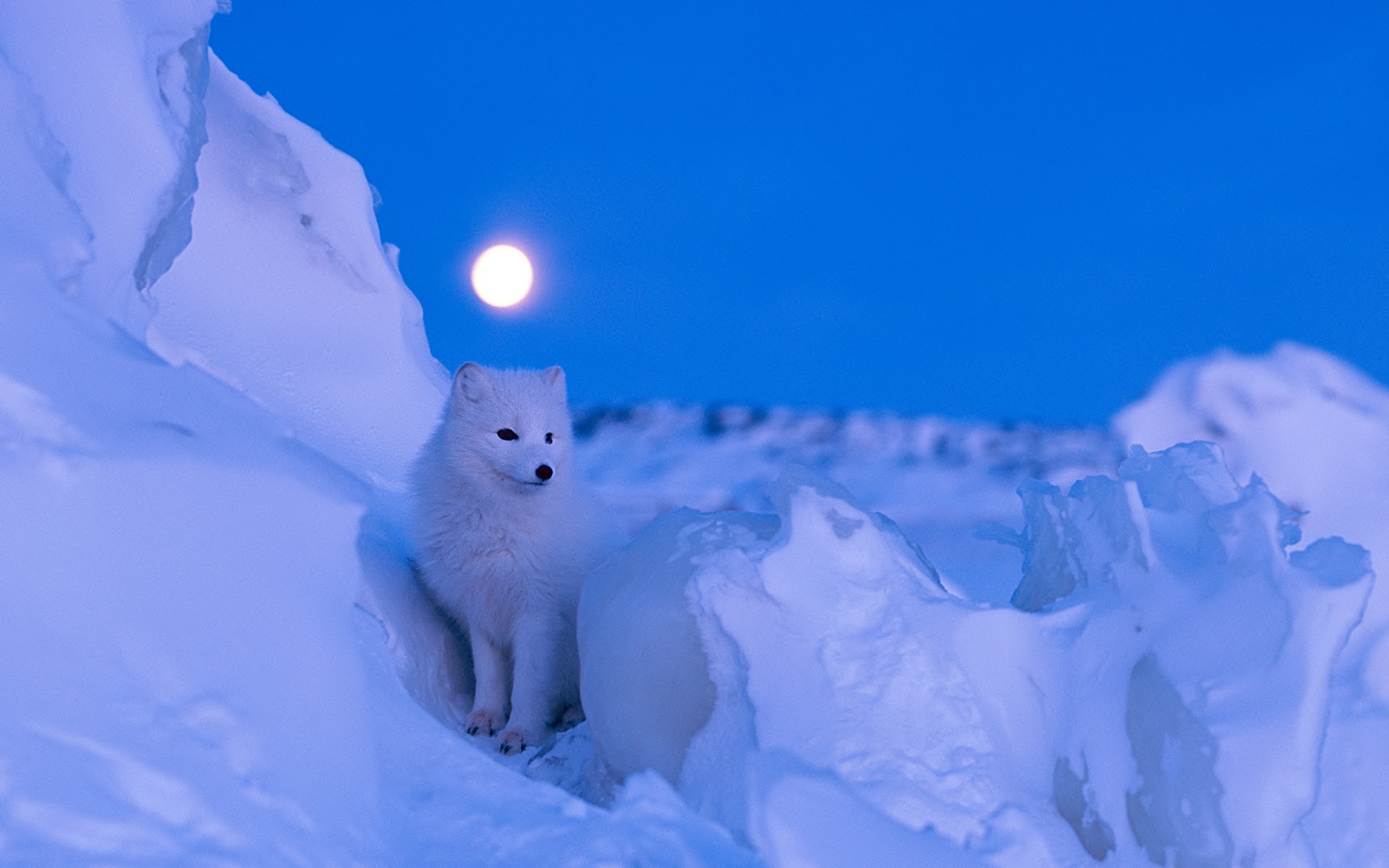 320600 baixar papel de parede animais, raposa do ártico, cães - protetores de tela e imagens gratuitamente
