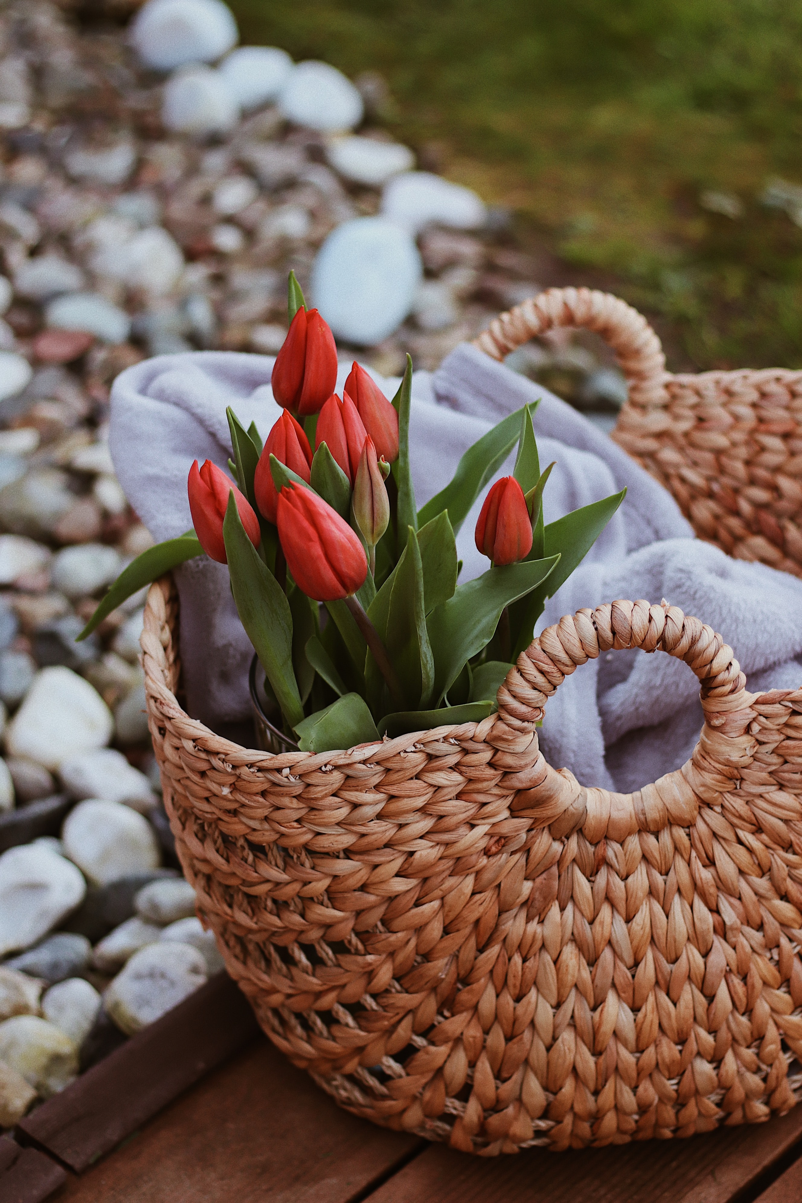 63902 baixar papel de parede tulipas, flores, vermelho, ramalhete, buquê, cesta, cesto - protetores de tela e imagens gratuitamente