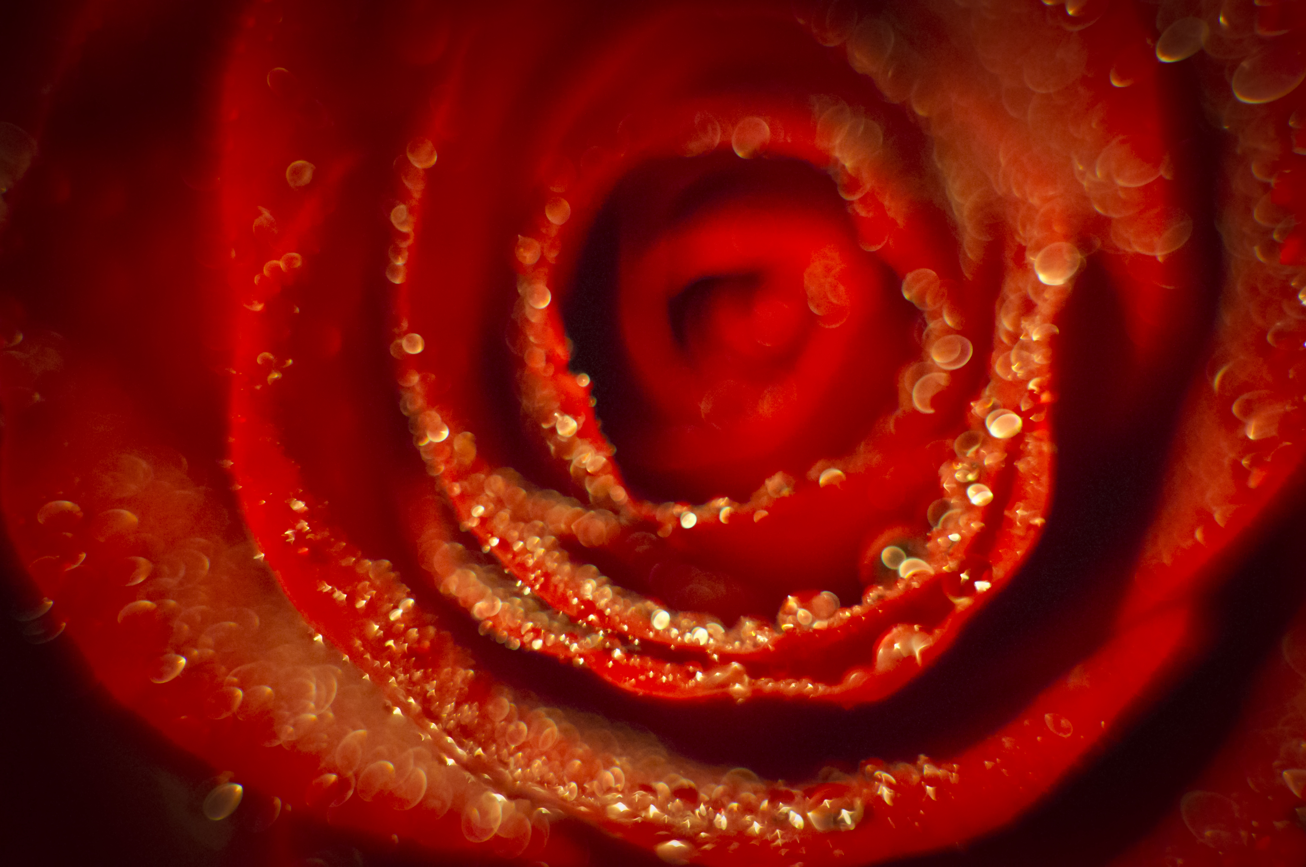 Free download wallpaper Flowers, Macro, Rose, Earth, Dew, Petal, Red Rose on your PC desktop