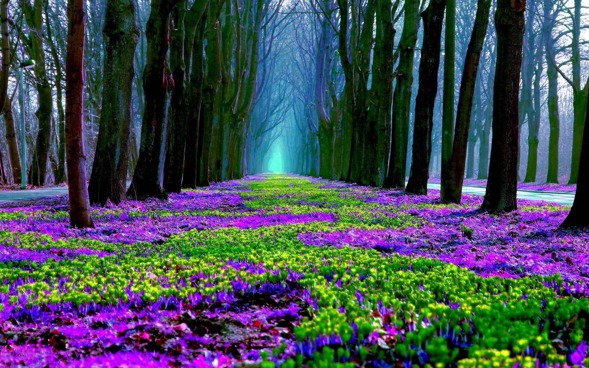746065画像をダウンロード春, 花, 地球, 森, 紫の, 木-壁紙とスクリーンセーバーを無料で