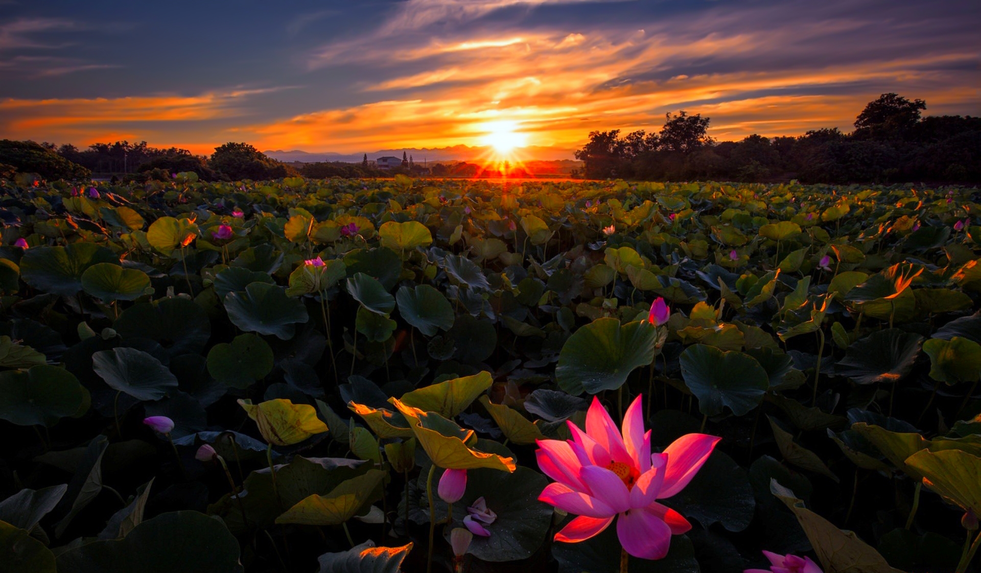 Free download wallpaper Flowers, Lotus, Flower, Leaf, Sunrise, Earth, Pink Flower on your PC desktop