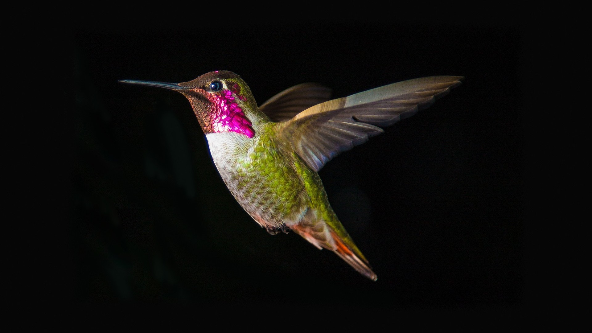 Free download wallpaper Bird, Close Up, Animal, Hummingbird on your PC desktop