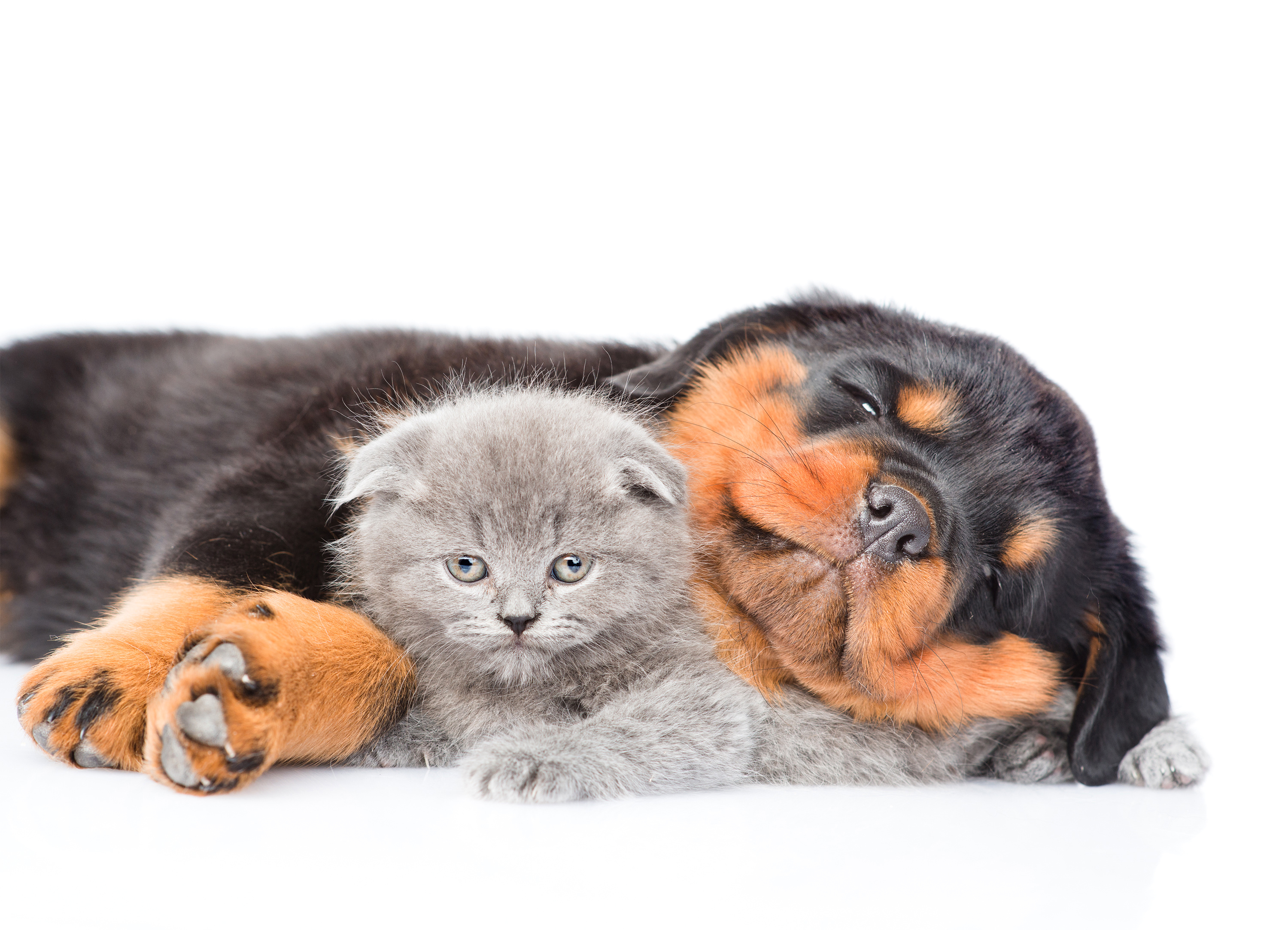 Laden Sie das Tiere, Katze, Kätzchen, Hund, Süß, Welpen, Rottweiler, Tierbaby, Katz & Hund-Bild kostenlos auf Ihren PC-Desktop herunter