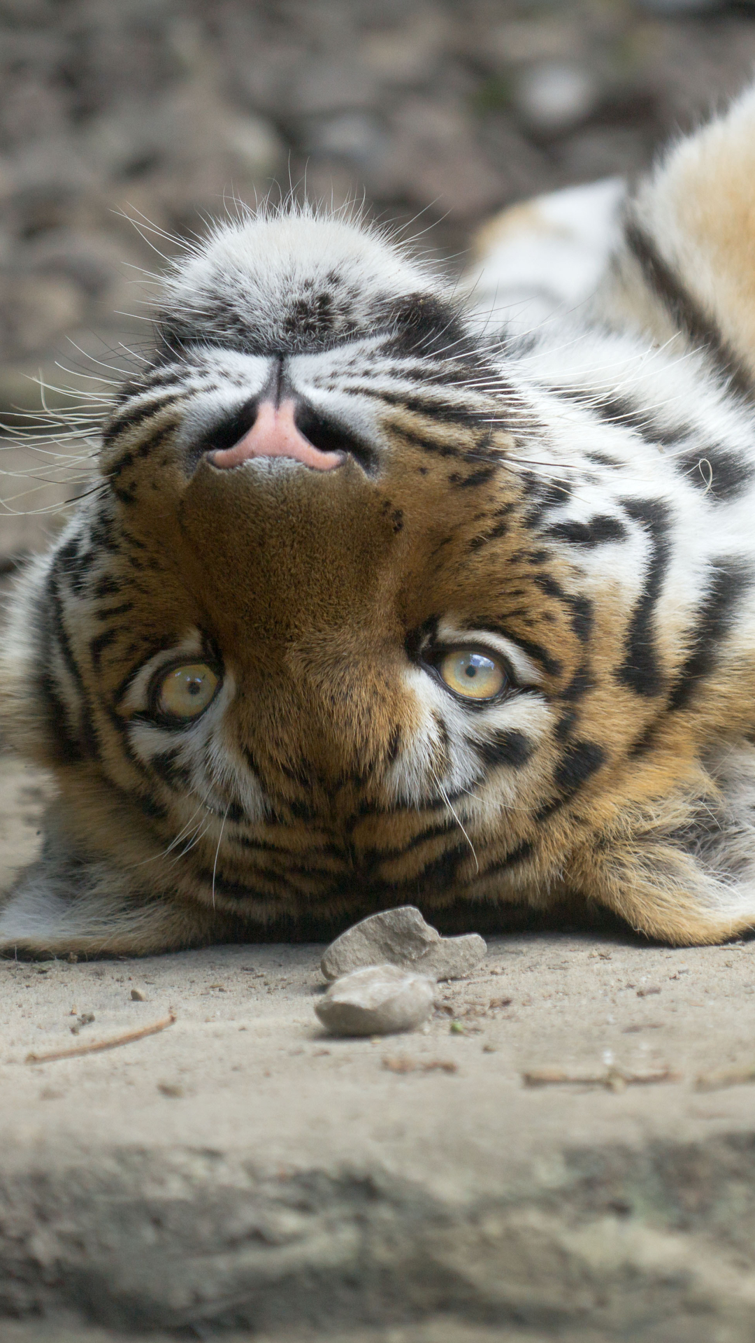 Handy-Wallpaper Tiere, Katzen, Tiger, Hinlegen kostenlos herunterladen.