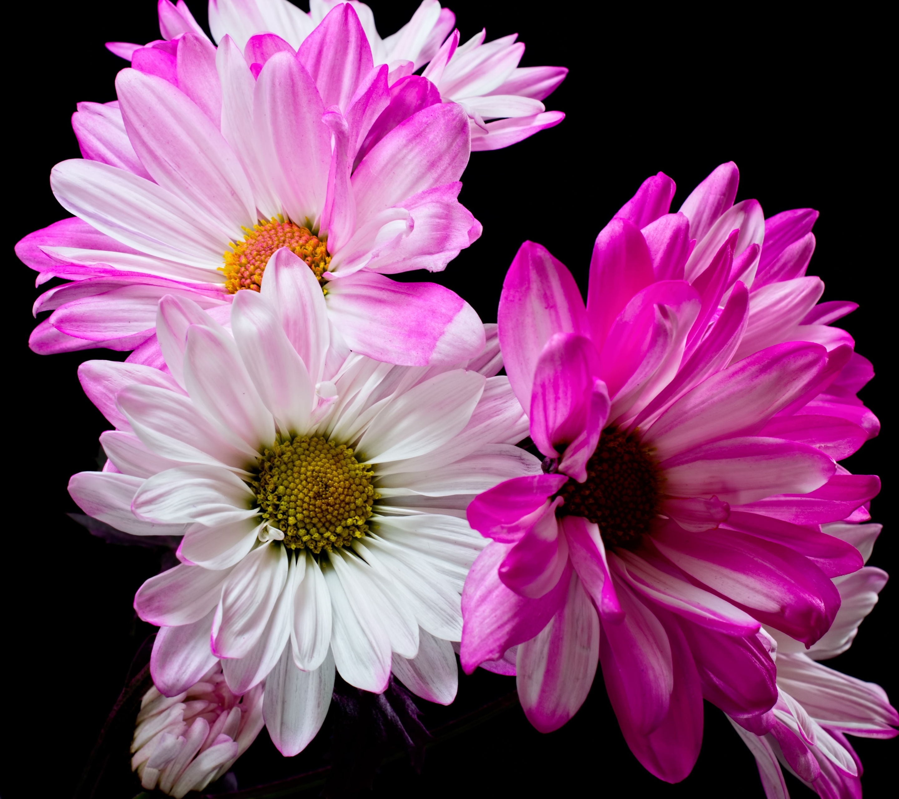 Free download wallpaper Flowers, Flower, Earth, White Flower, Pink Flower on your PC desktop