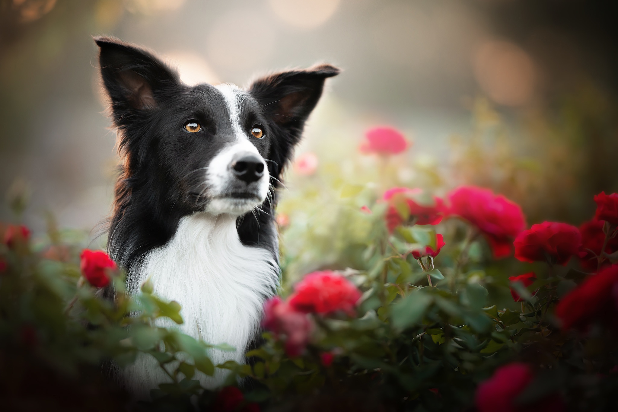 Download mobile wallpaper Dogs, Dog, Animal, Border Collie for free.