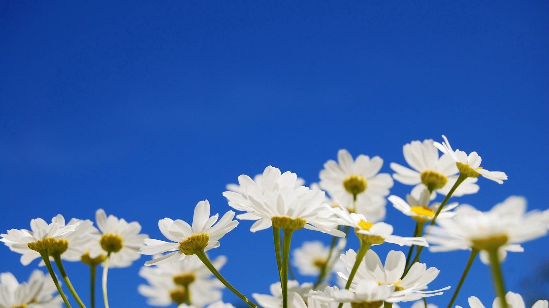 Download mobile wallpaper Sky, Plant, Camomile, Flowers for free.