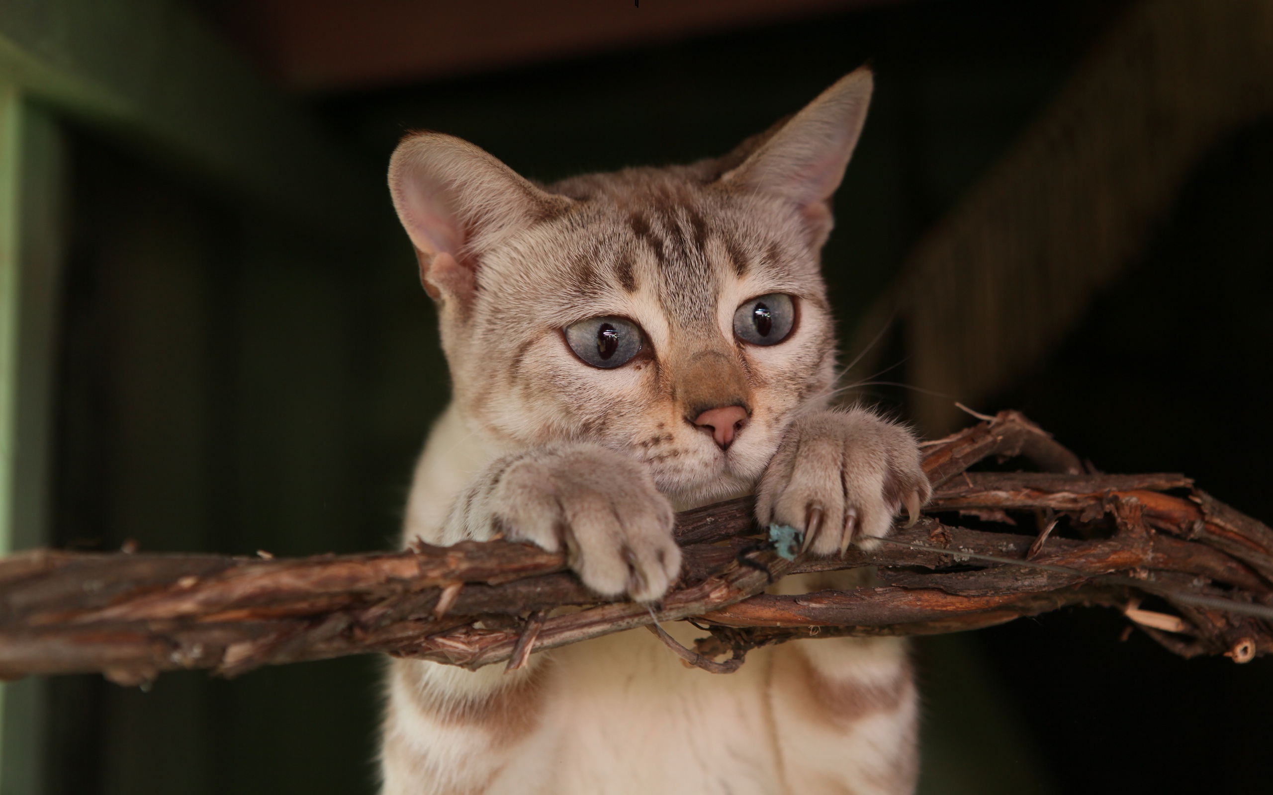 Baixe gratuitamente a imagem Animais, Gatos, Gato na área de trabalho do seu PC