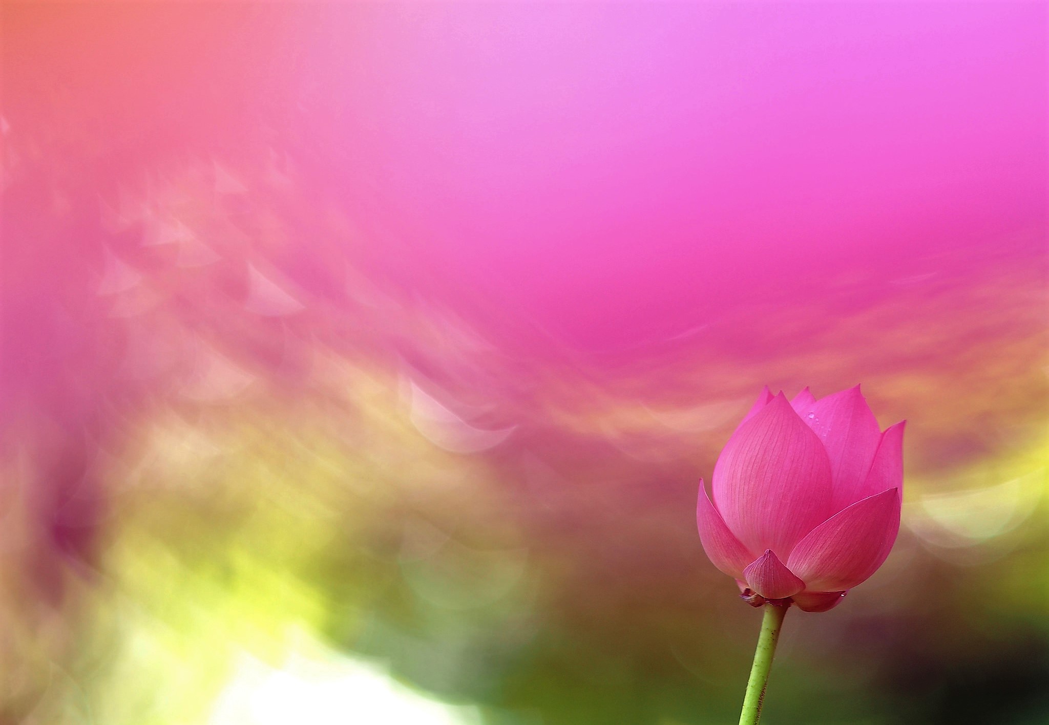 Download mobile wallpaper Flowers, Pink, Lotus, Flower, Earth, Pink Flower for free.